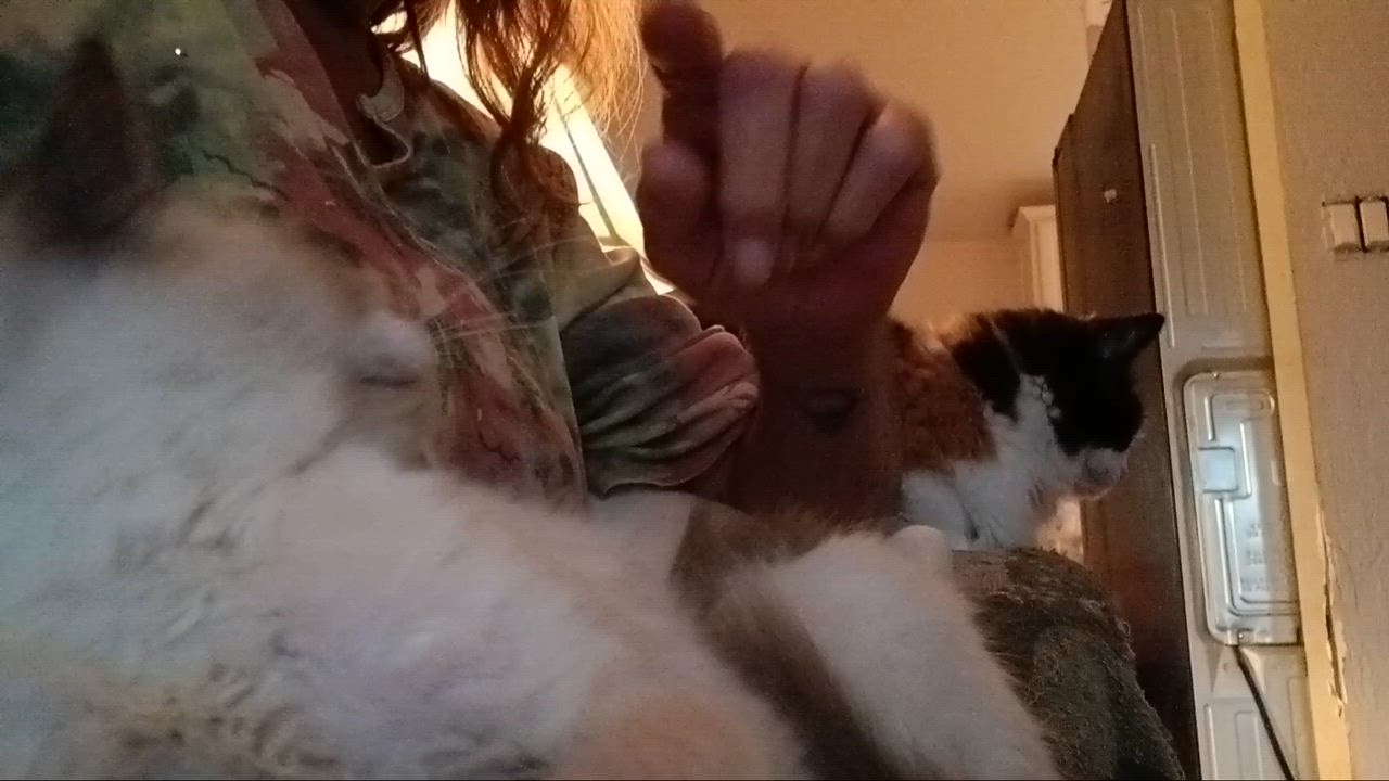 Enlarge Asher, an adopted mixed breed in Antioch, CA video 4/4