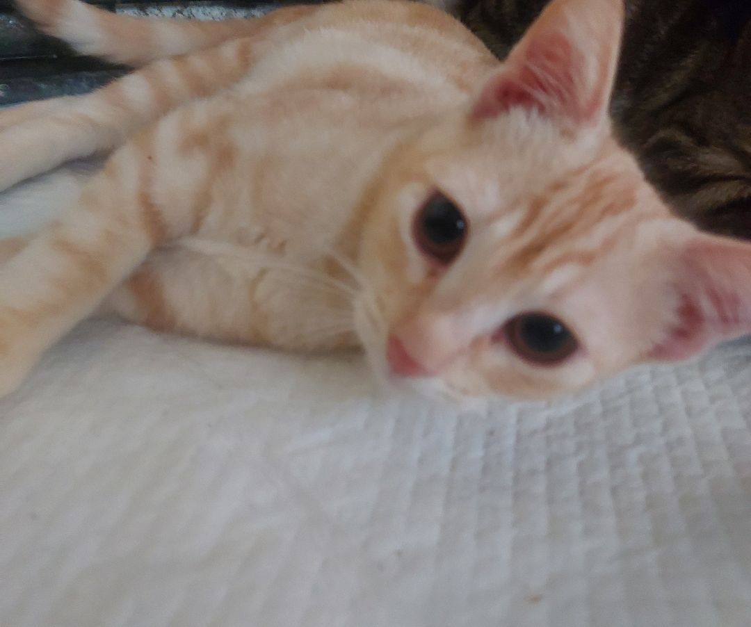 Summer/Sky, Adoptable, Young Female Domestic Short Hair.