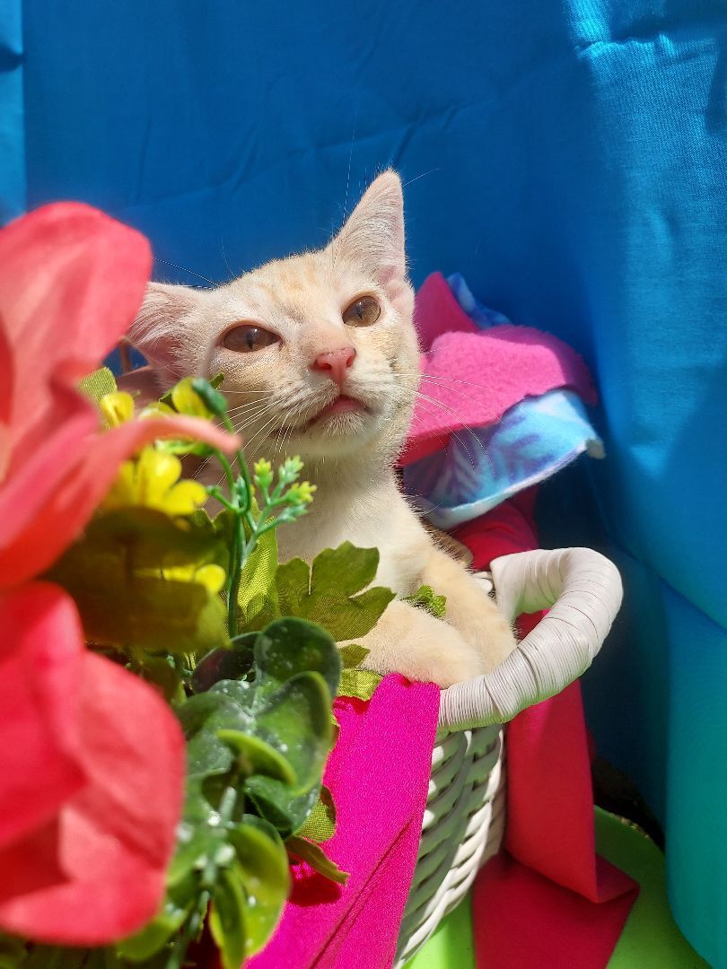 Summer/Sky, a Adoptable Domestic Short Hair in Boca Raton, FL image 2/8