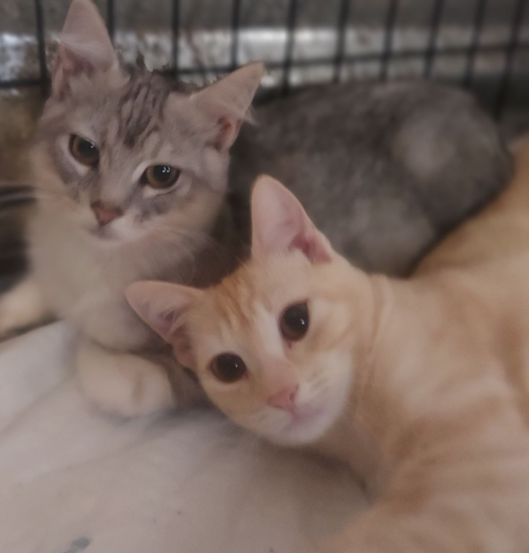 Summer/Sky, a Adoptable Domestic Short Hair in Boca Raton, FL image 3/8