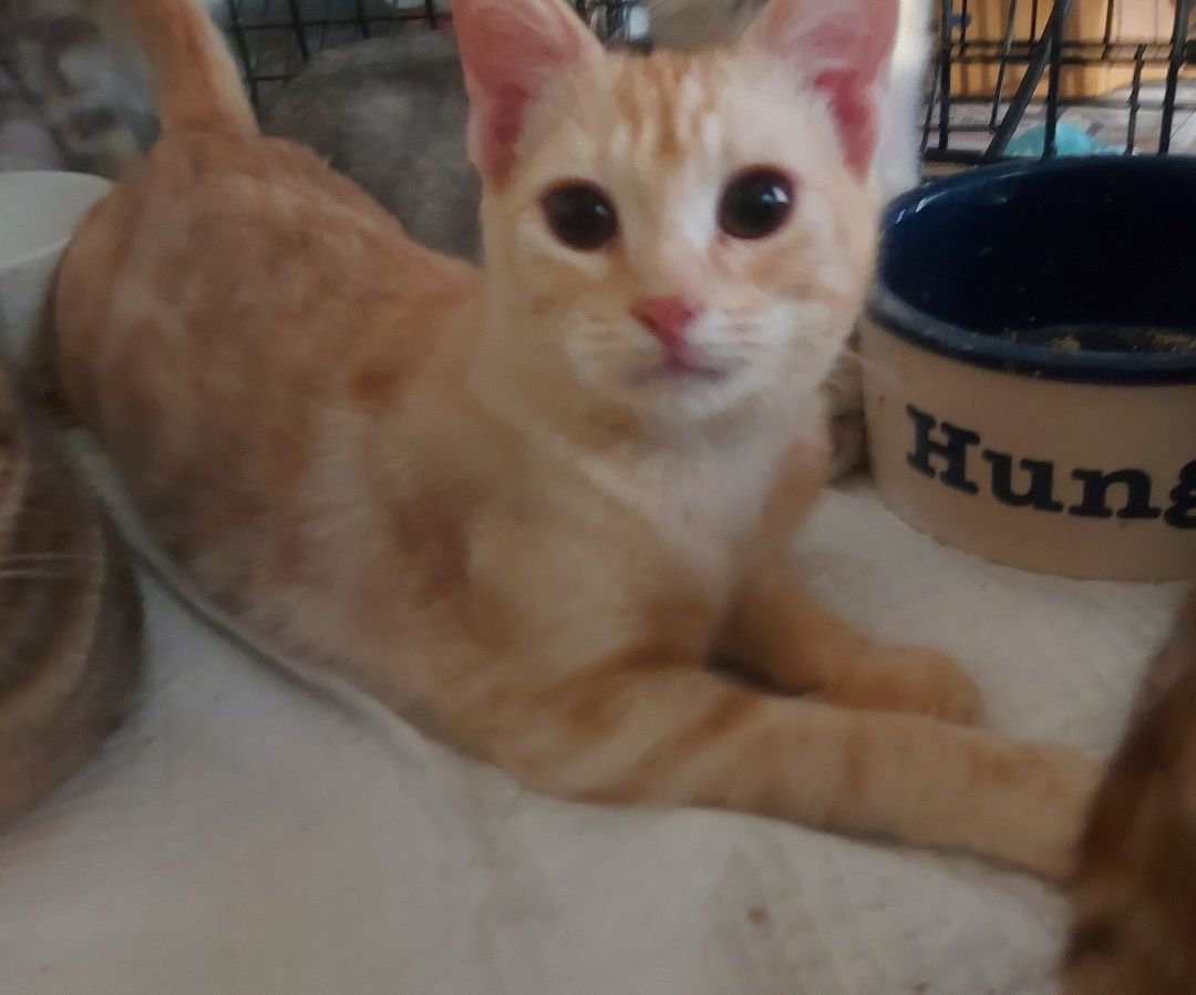 Summer/Sky, a Adoptable Domestic Short Hair in Boca Raton, FL image 4/8