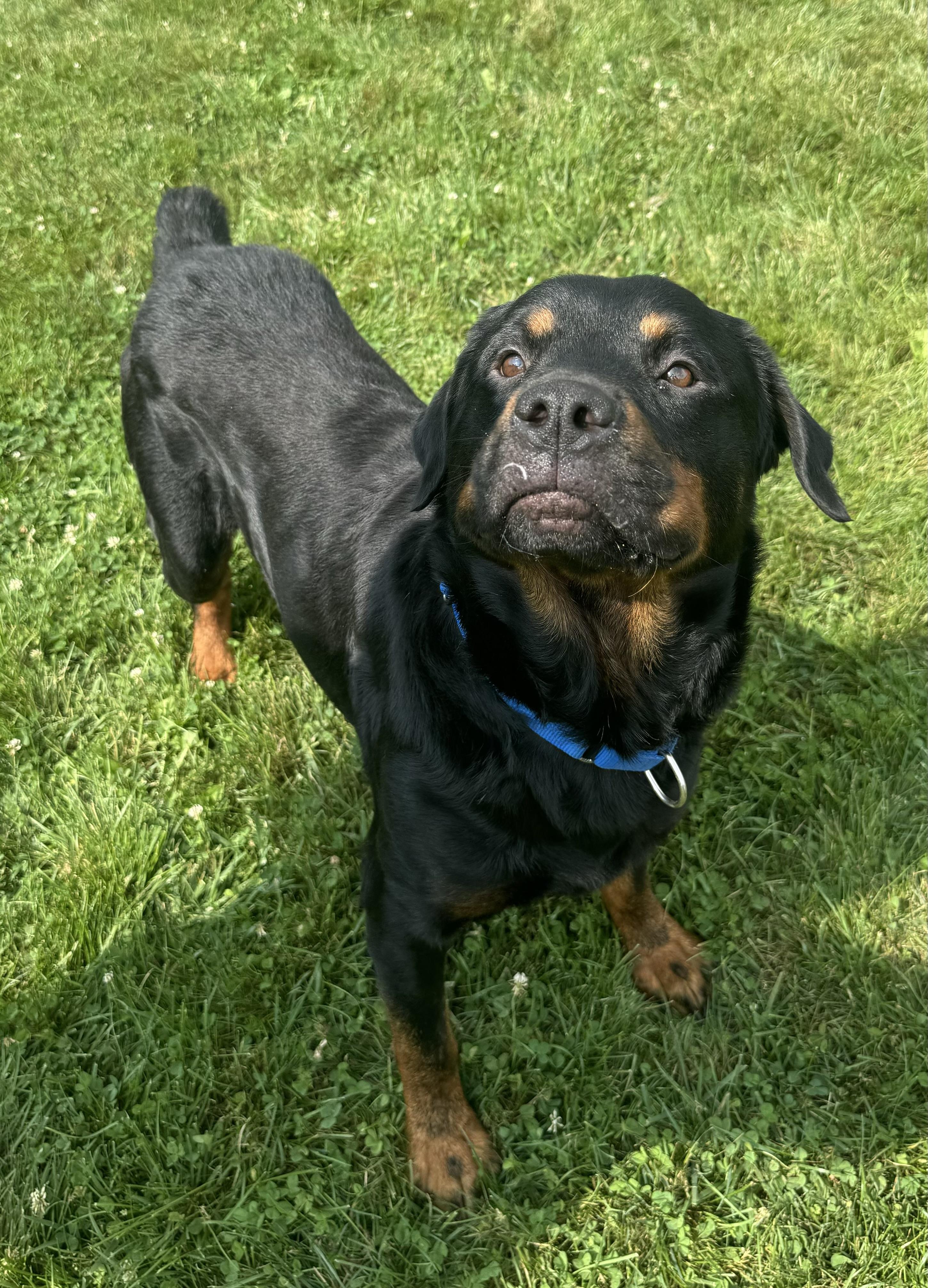 Sarge