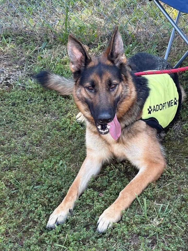 Enlarge Daisy, an adopted German Shepherd Dog in Cherokee Village, AR image 1/1