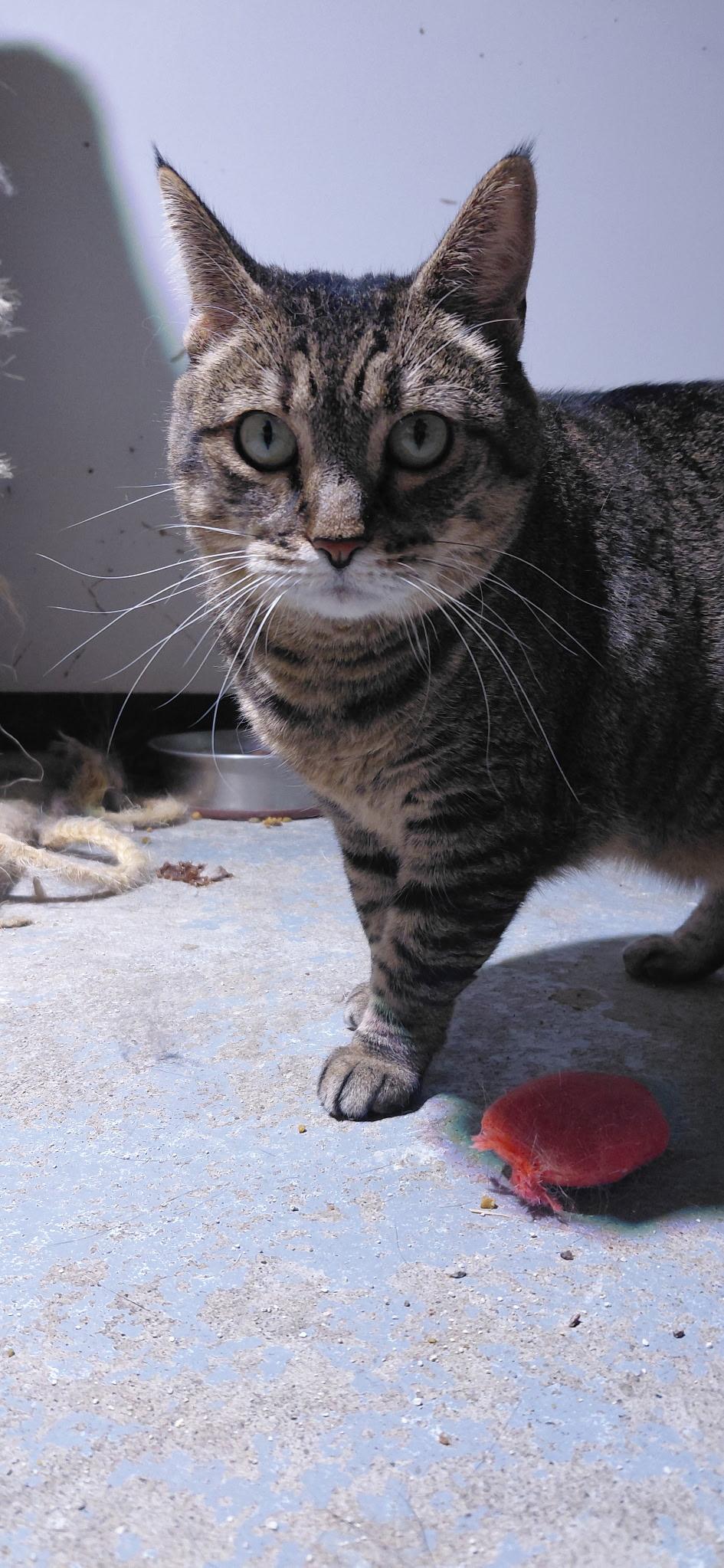 Enlarge Punki, a Adoptable Tabby in Billings, MT image 1/3