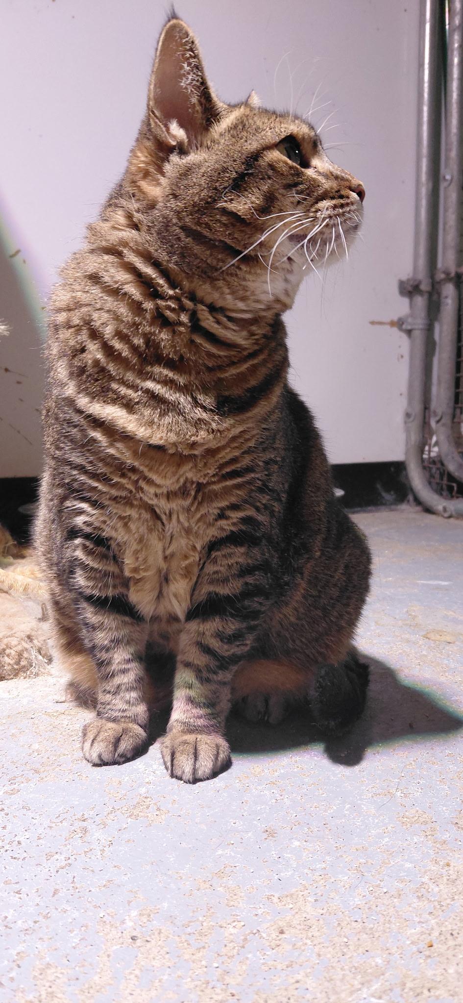 Enlarge Punki, a Adoptable Tabby in Billings, MT image 3/3