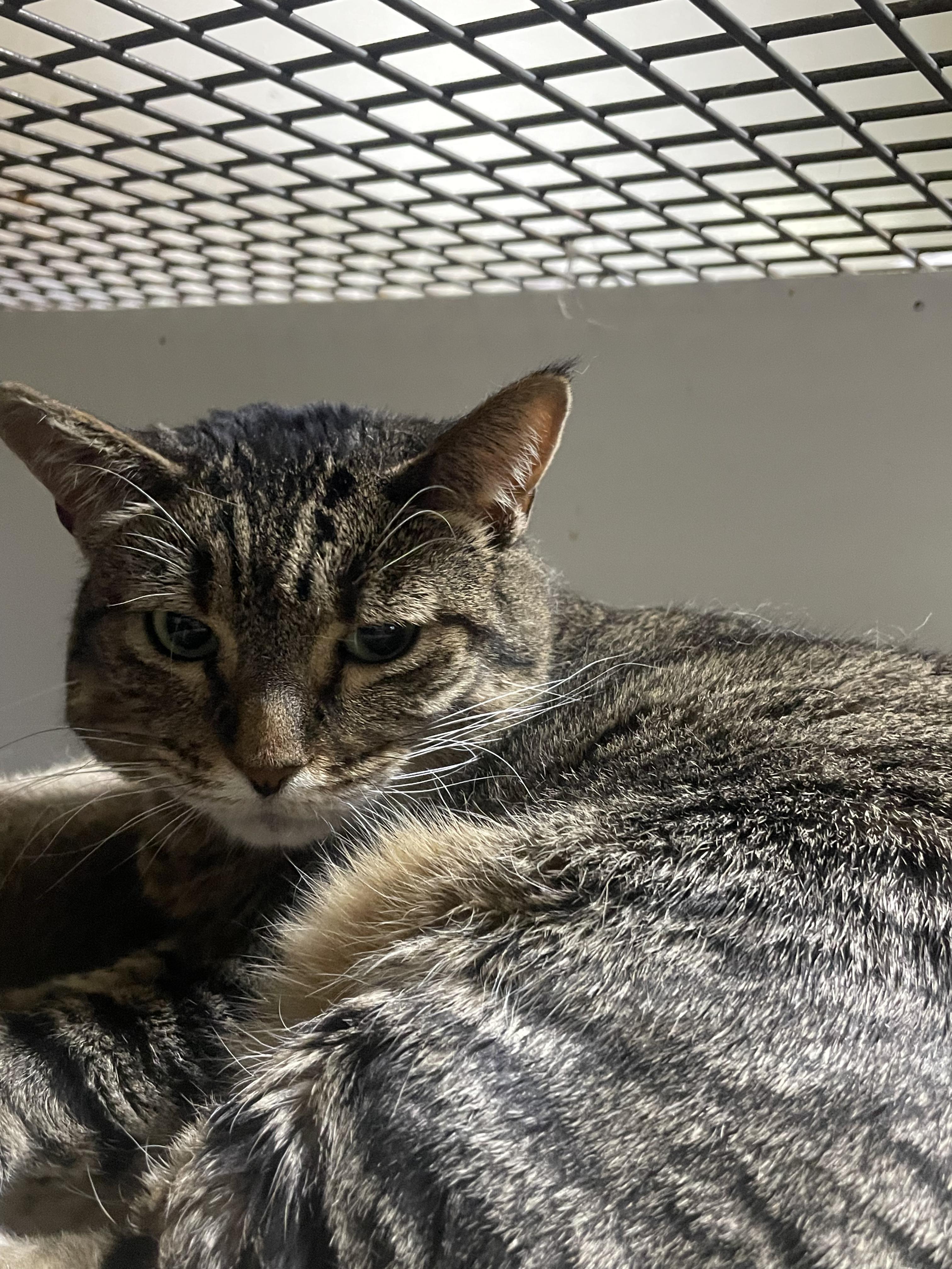 Punki, ADOPTABLE, Adult Female Tabby.
