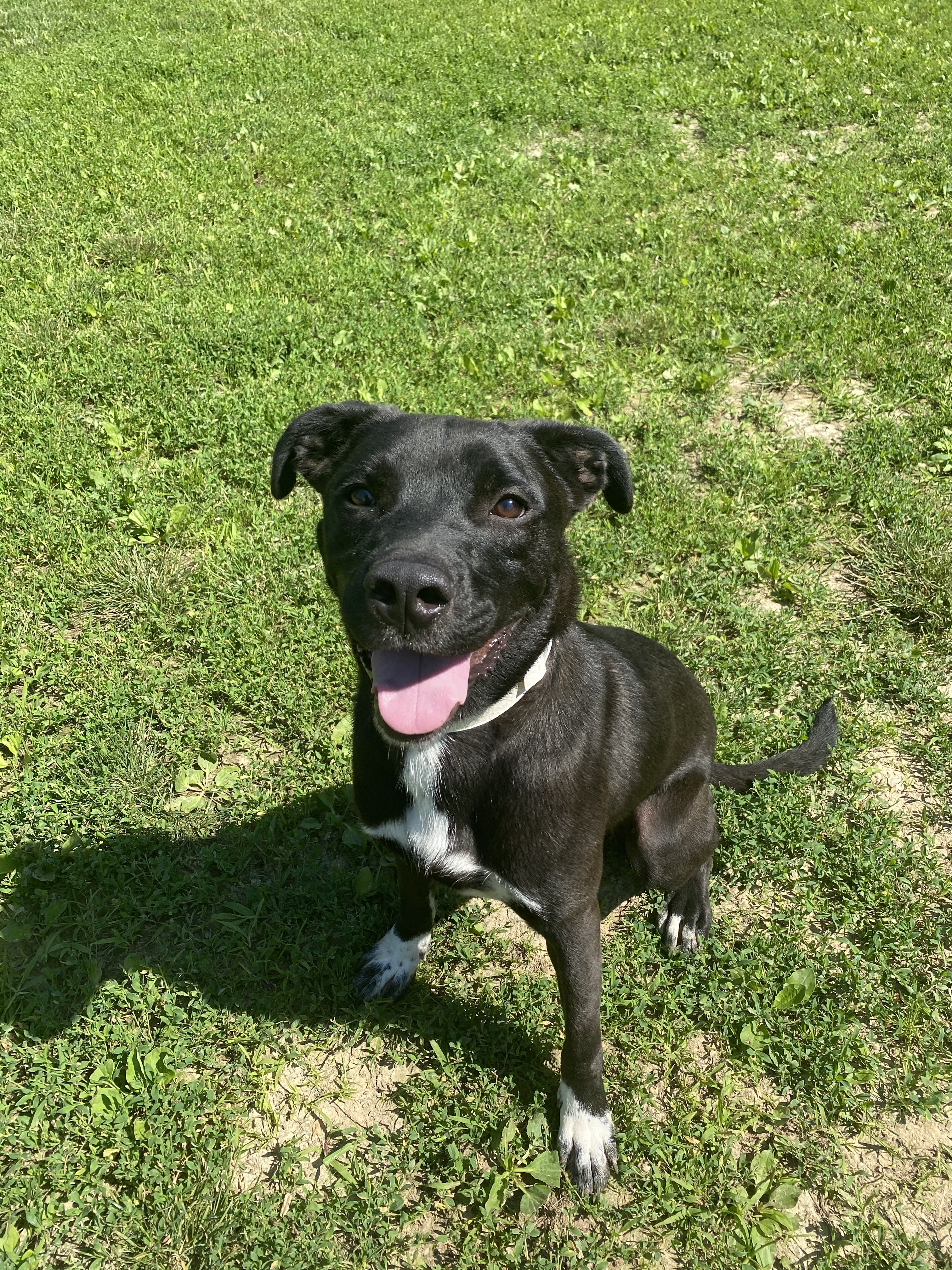 Tank, Adoptable, Young Male Labrador Retriever & Pit Bull Terrier.