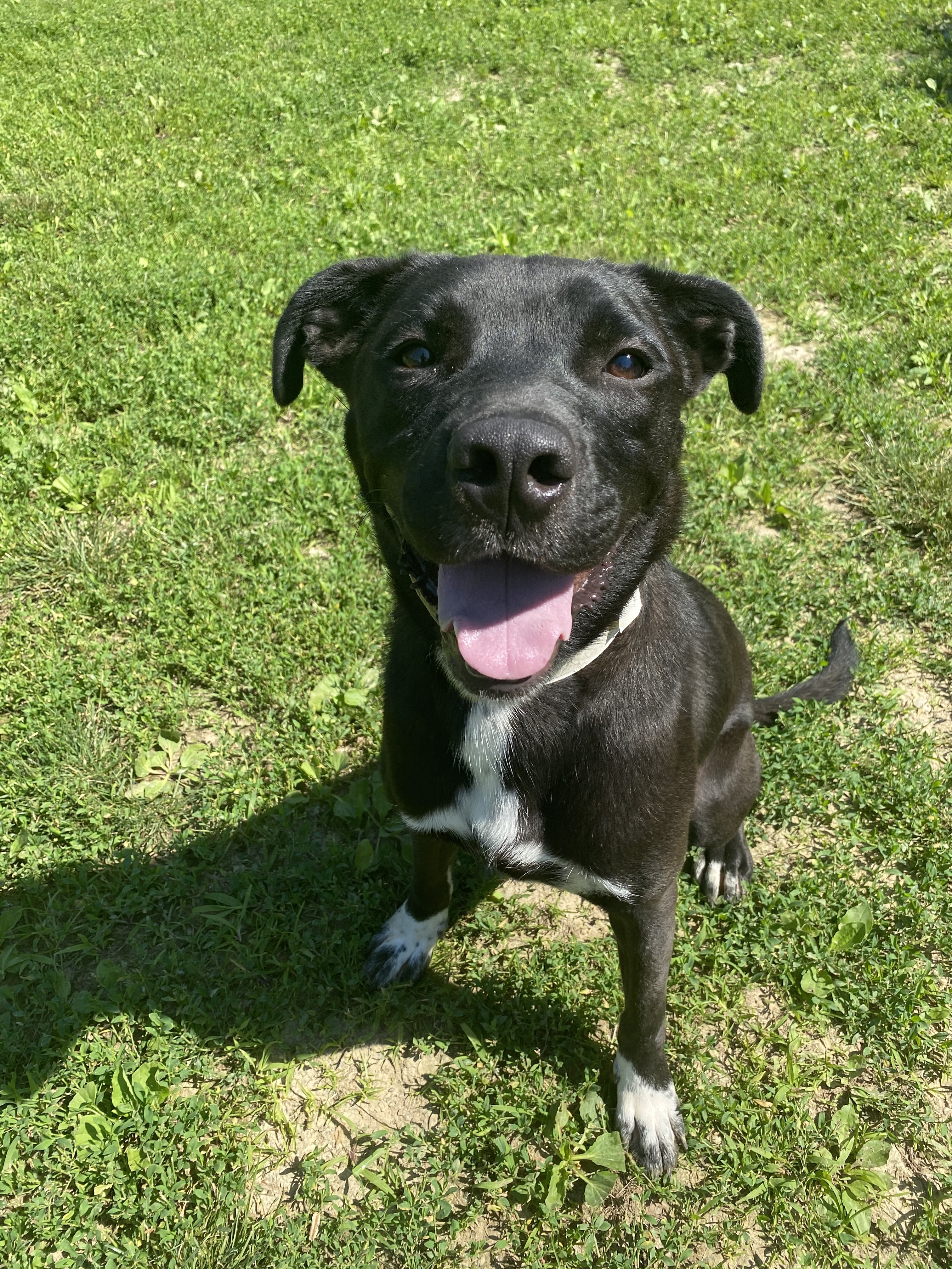 Enlarge Tank, a Adoptable mixed breed in Xenia, OH image 2/4