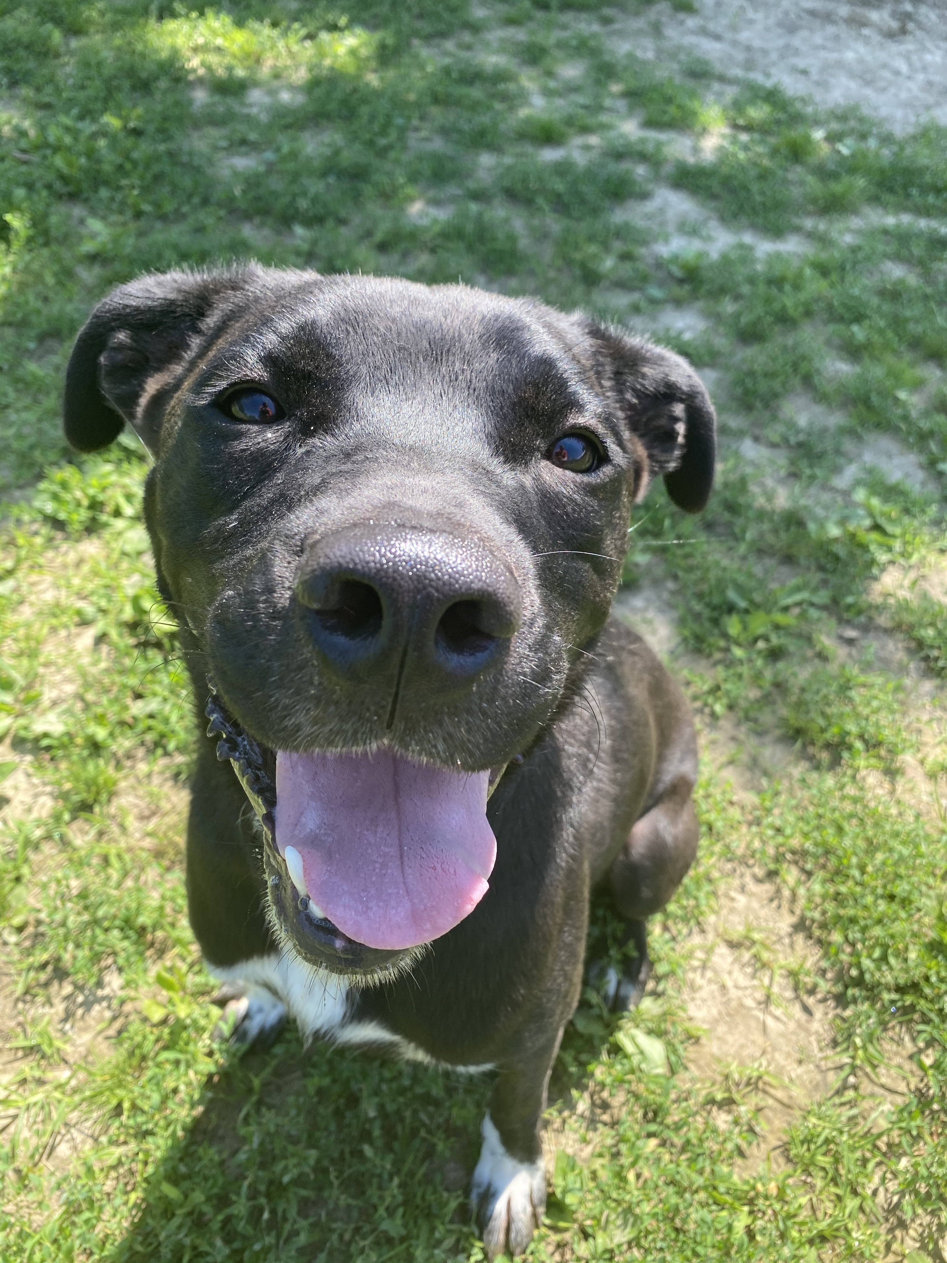 Enlarge Tank, a Adoptable mixed breed in Xenia, OH image 4/4