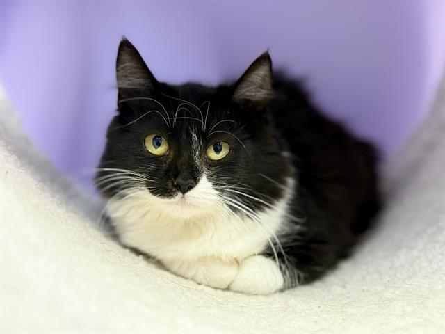 Enlarge ASTROPHE, a Adoptable Domestic Short Hair in Fort Walton Beach, FL image 1/1