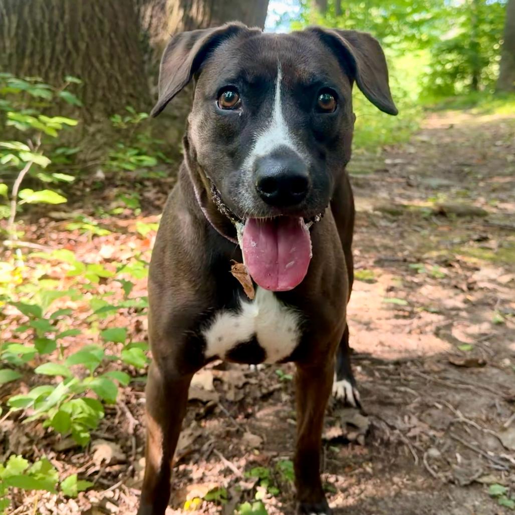 Raven, Adoptable, Adult Female Pit Bull Terrier.