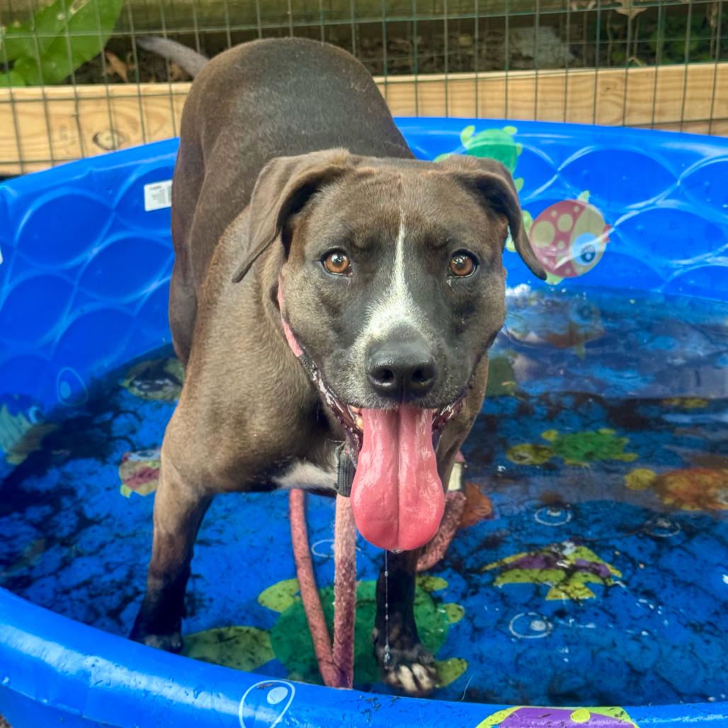 Enlarge Raven, a Adoptable Pit Bull Terrier in Chester Springs, PA image 2/6
