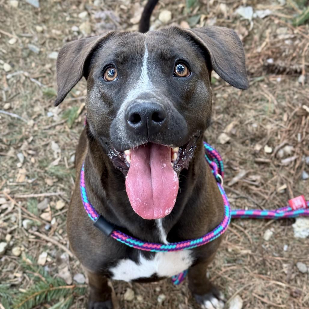 Enlarge Raven, a Adoptable Pit Bull Terrier in Chester Springs, PA image 6/6