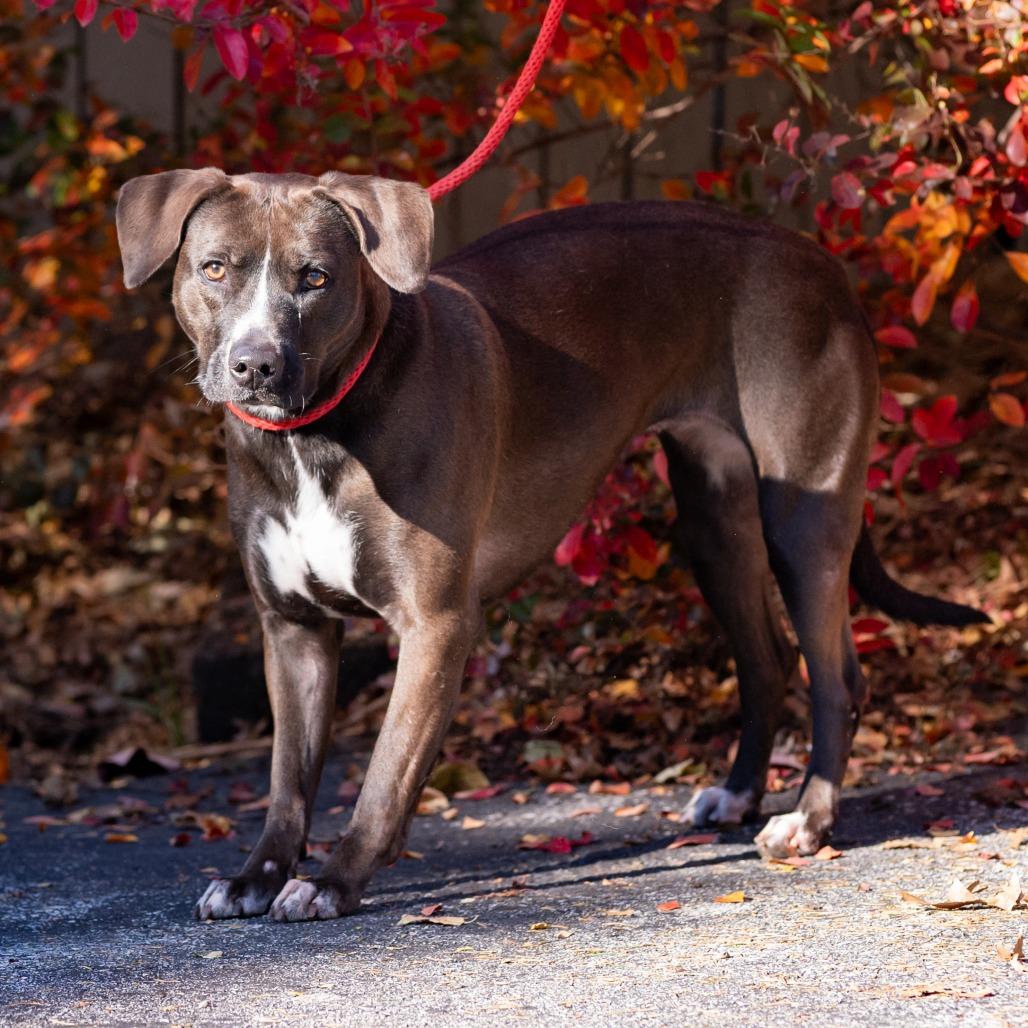 Enlarge Raven, a Adoptable Pit Bull Terrier in Chester Springs, PA image 3/6