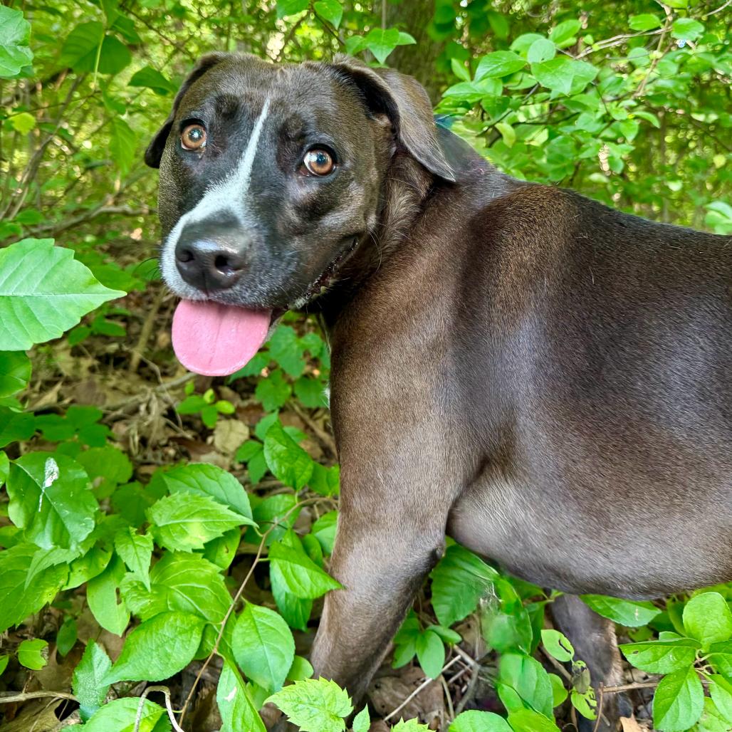 Enlarge Raven, a Adoptable Pit Bull Terrier in Chester Springs, PA image 4/6