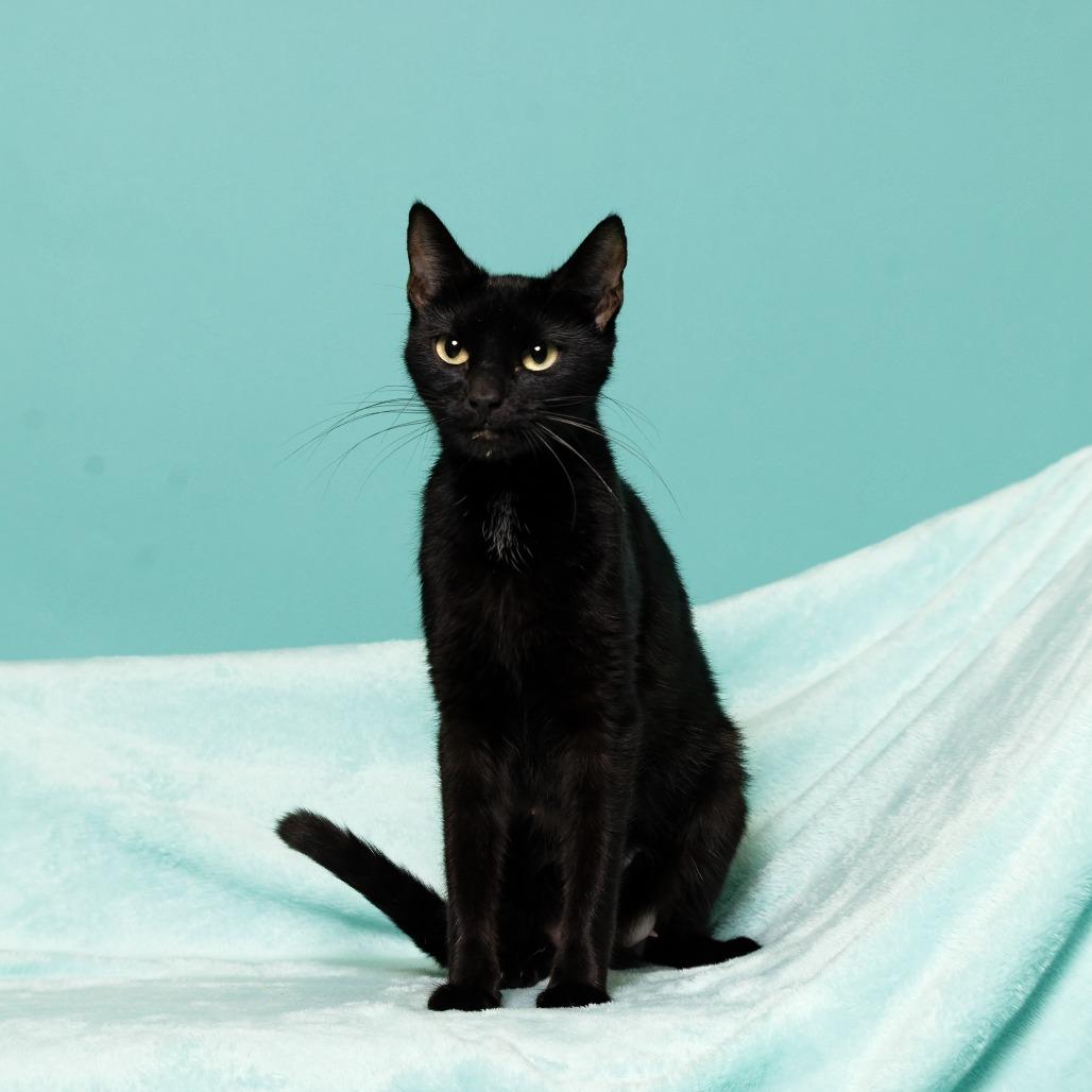 Enlarge Coraline, a Adoptable Domestic Short Hair in Chantilly, VA image 1/2