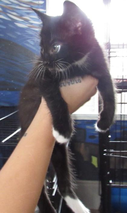 Paul, Adoptable, Kitten Male Domestic Medium Hair & Domestic Short Hair.