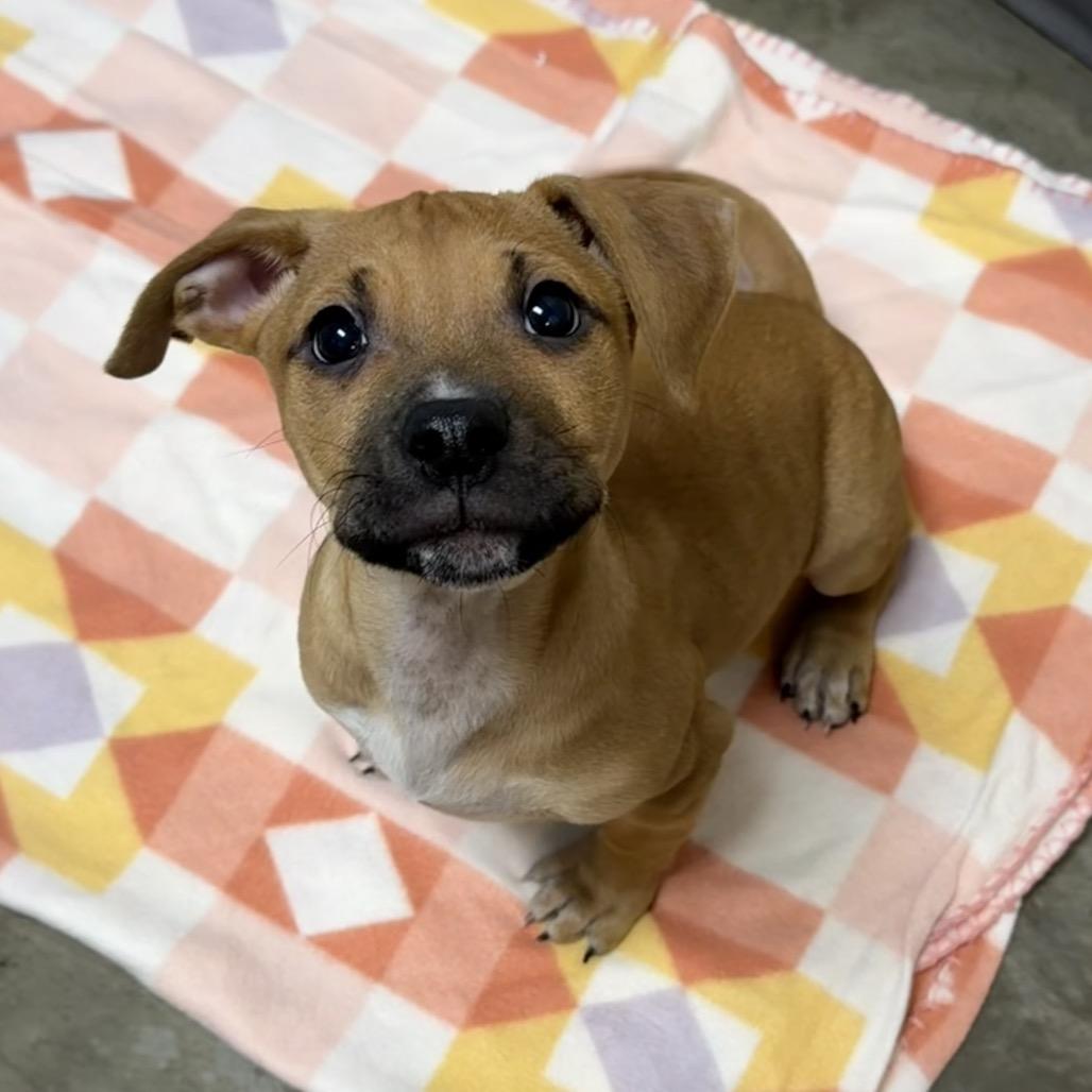 Enlarge Sean, a Adoptable Mixed Breed in DeKalb, IL image 1/3