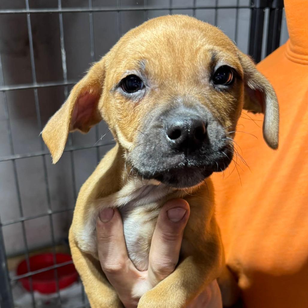 Enlarge Sean, a Adoptable Mixed Breed in DeKalb, IL image 1/2