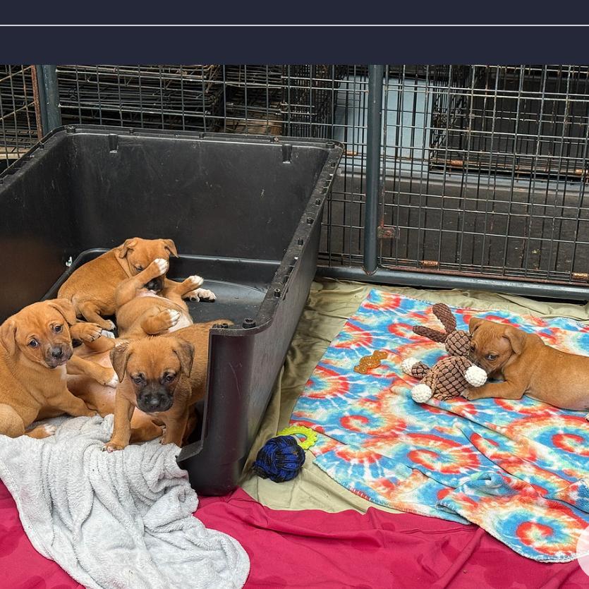 Enlarge Sean, a Adoptable Mixed Breed in DeKalb, IL image 2/2