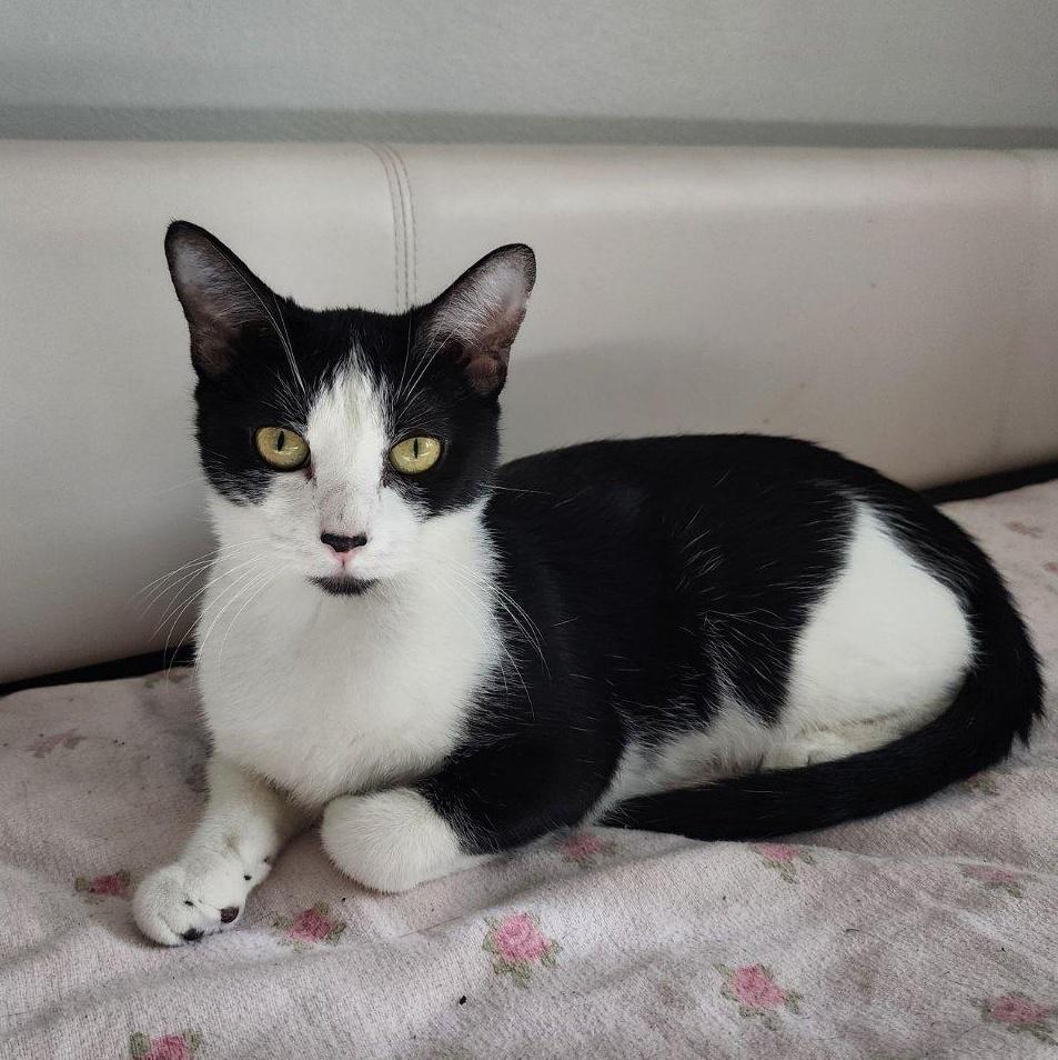 Enlarge Didi, a Adoptable mixed breed in Lemont, IL image 2/6