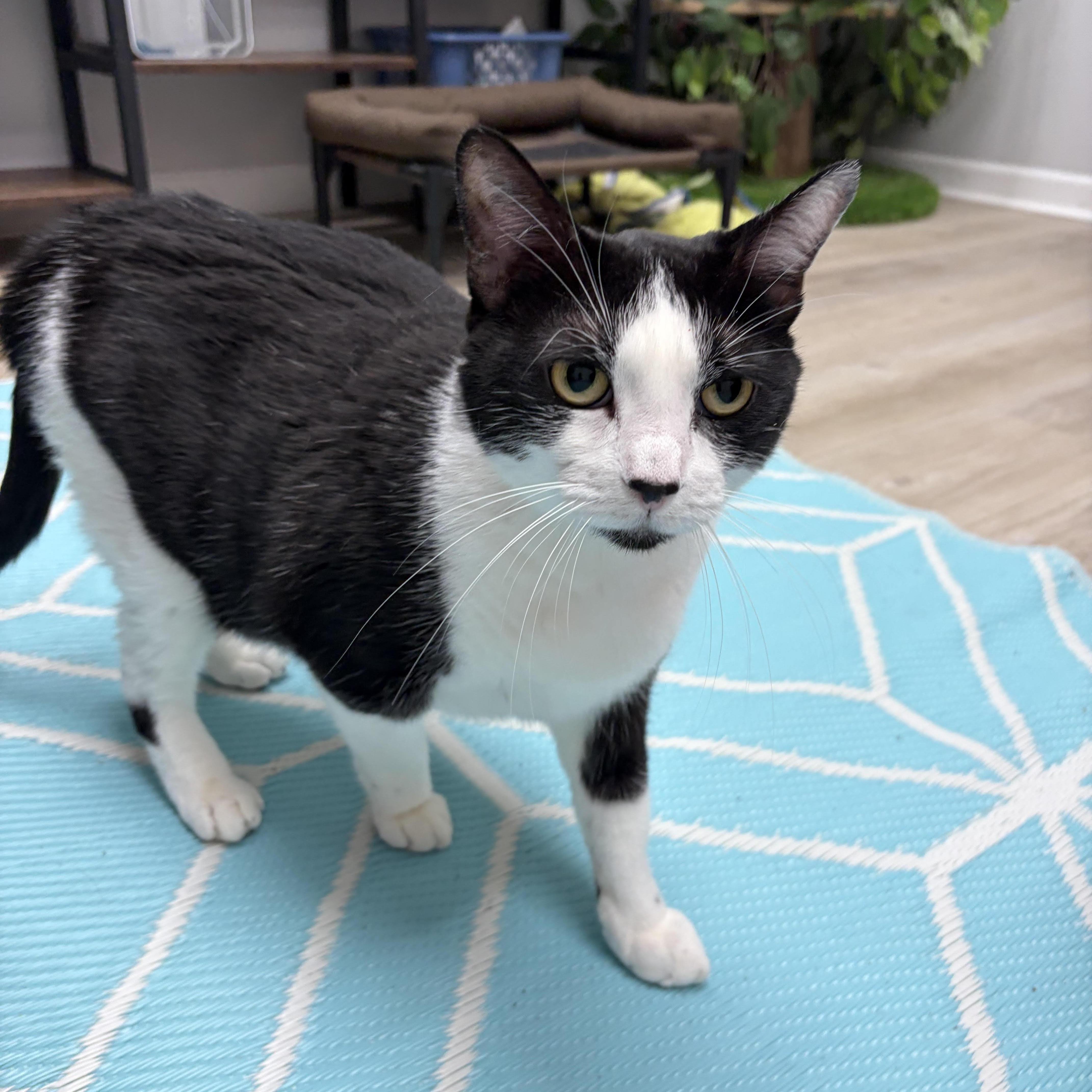 Didi, Adoptable, Young Female Domestic Short Hair & Tuxedo.