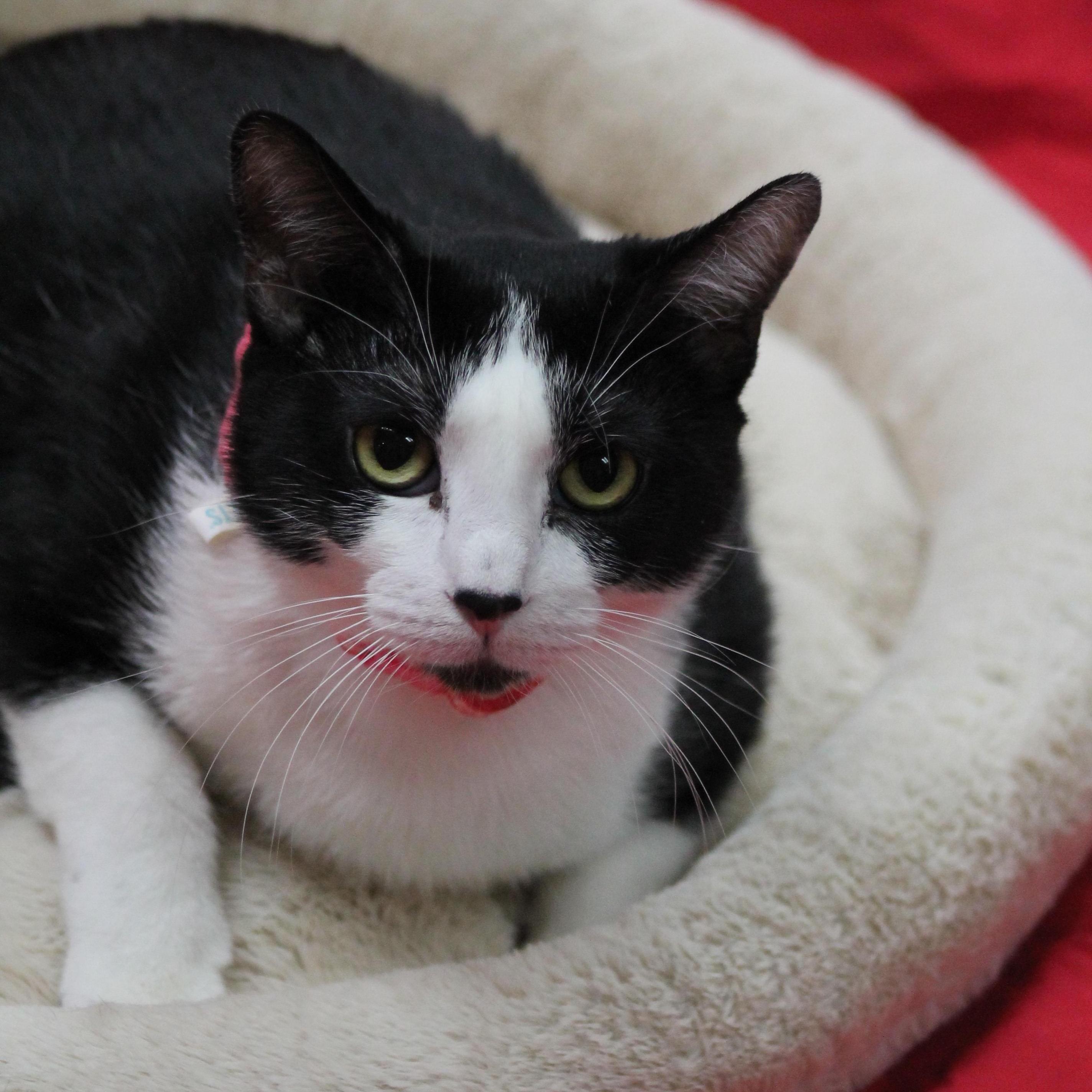 Enlarge Didi, a Adoptable mixed breed in Lemont, IL image 3/6