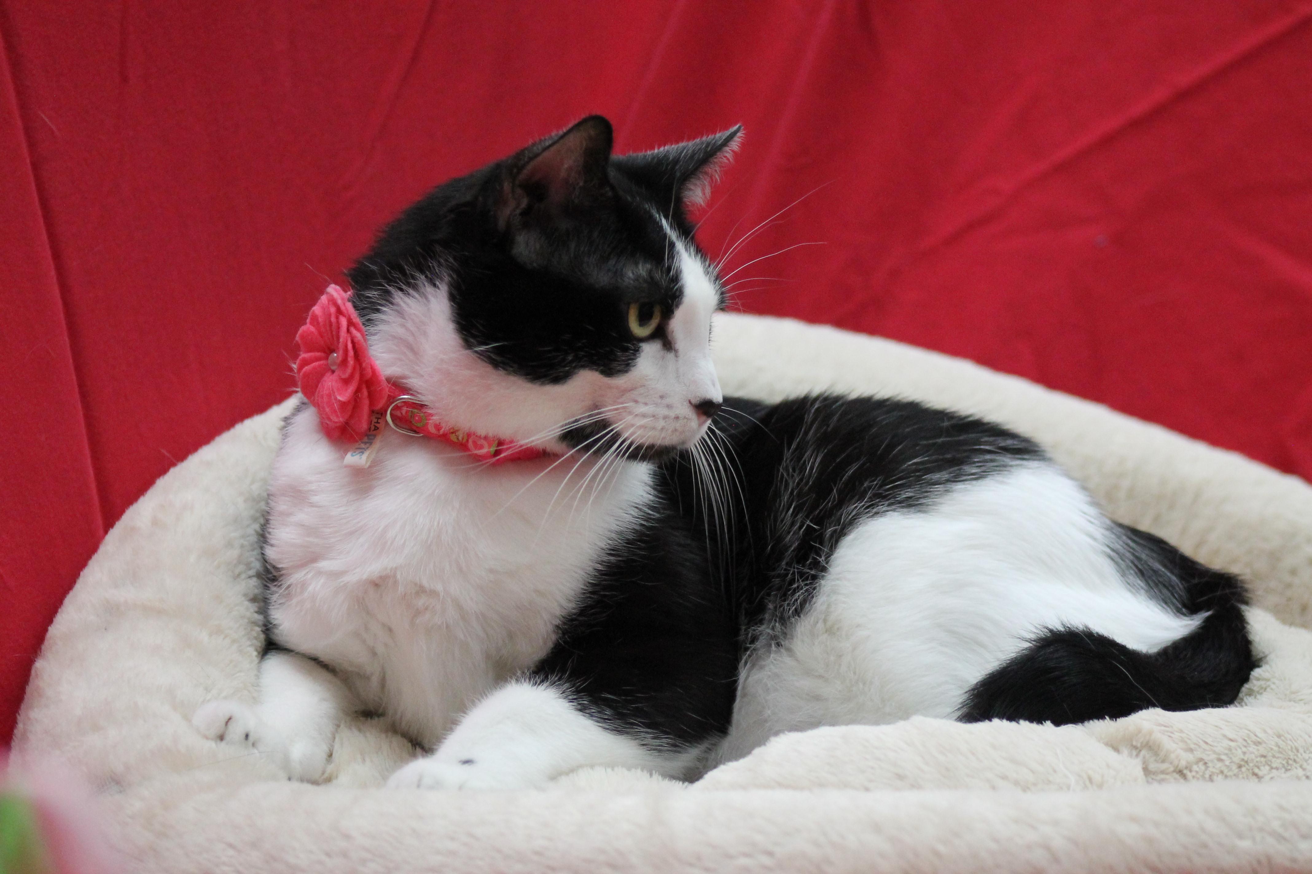 Enlarge Didi, a Adoptable mixed breed in Lemont, IL image 4/6