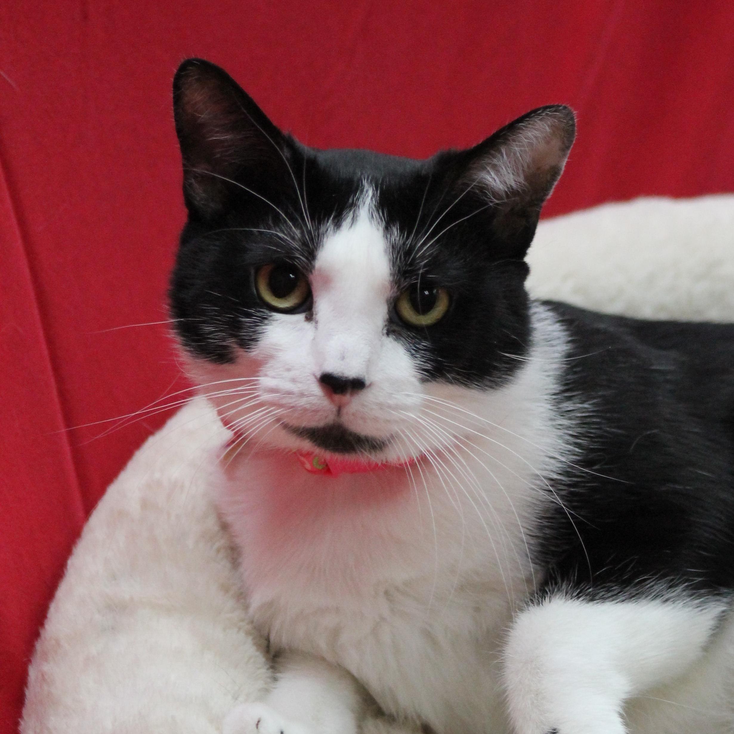 Enlarge Didi, a Adoptable mixed breed in Lemont, IL image 5/6