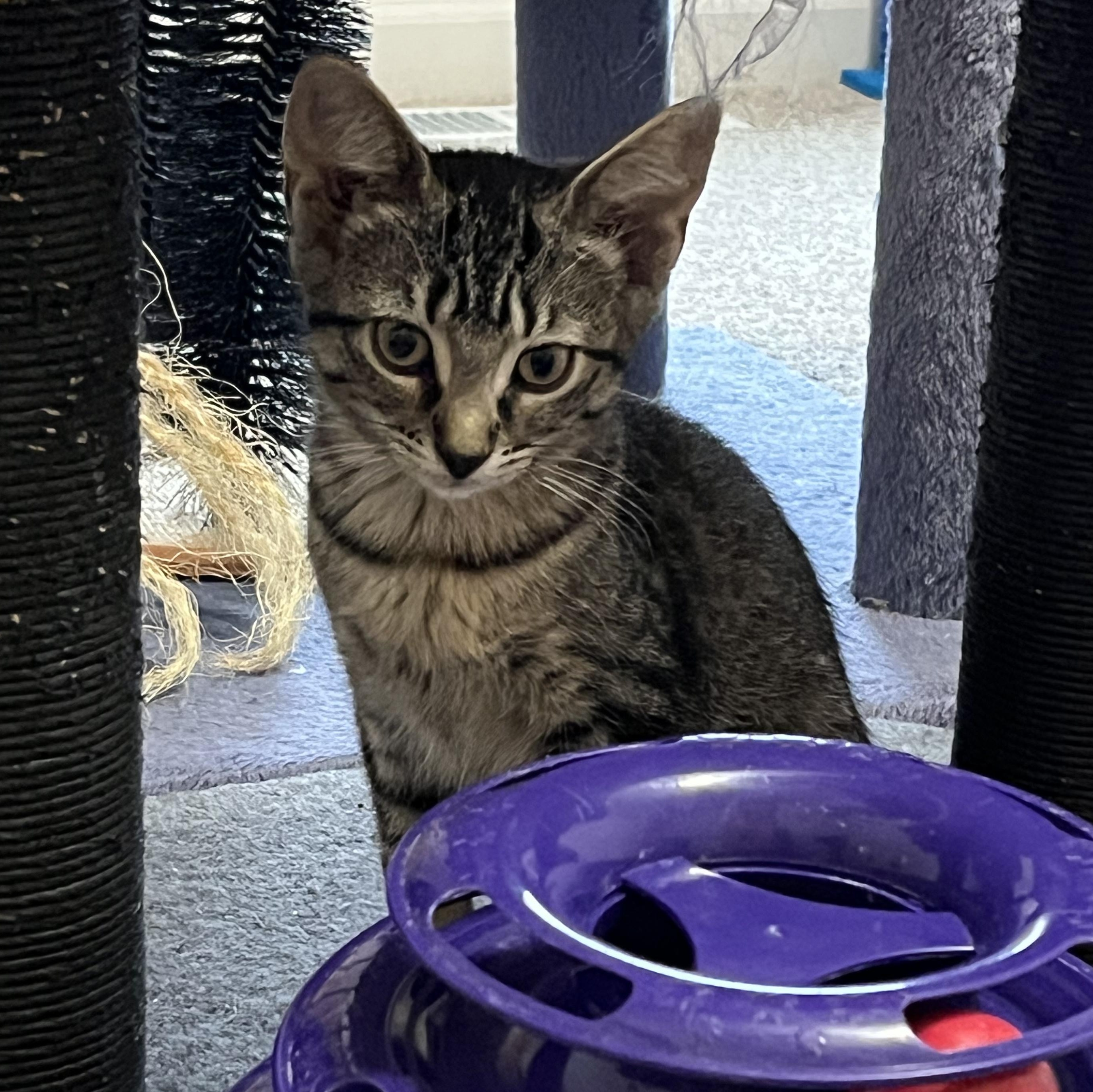 Enlarge Padme, a Adoptable mixed breed in East Amherst, NY image 4/5