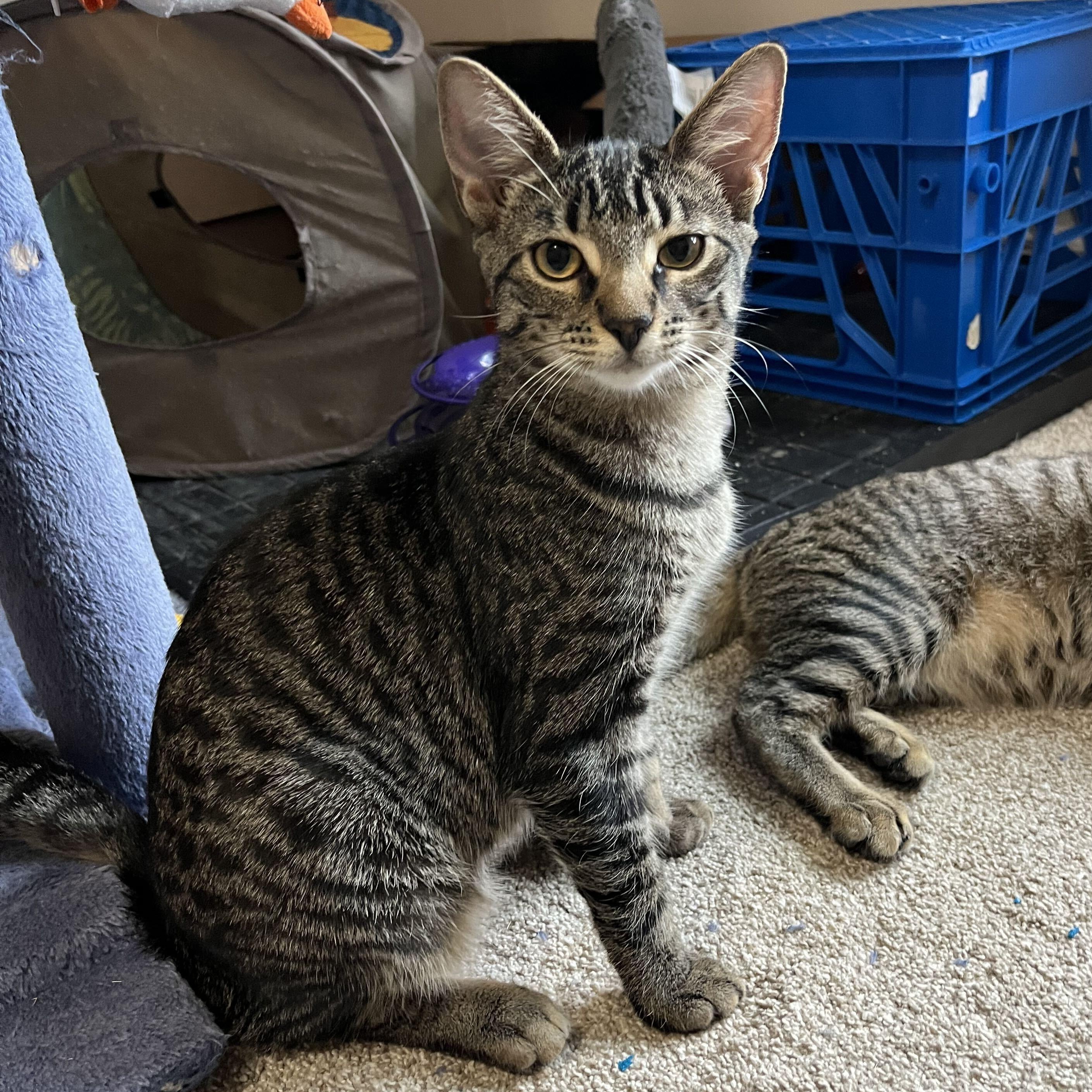 Padme, Adoptable, Kitten Female Domestic Short Hair & Tabby.