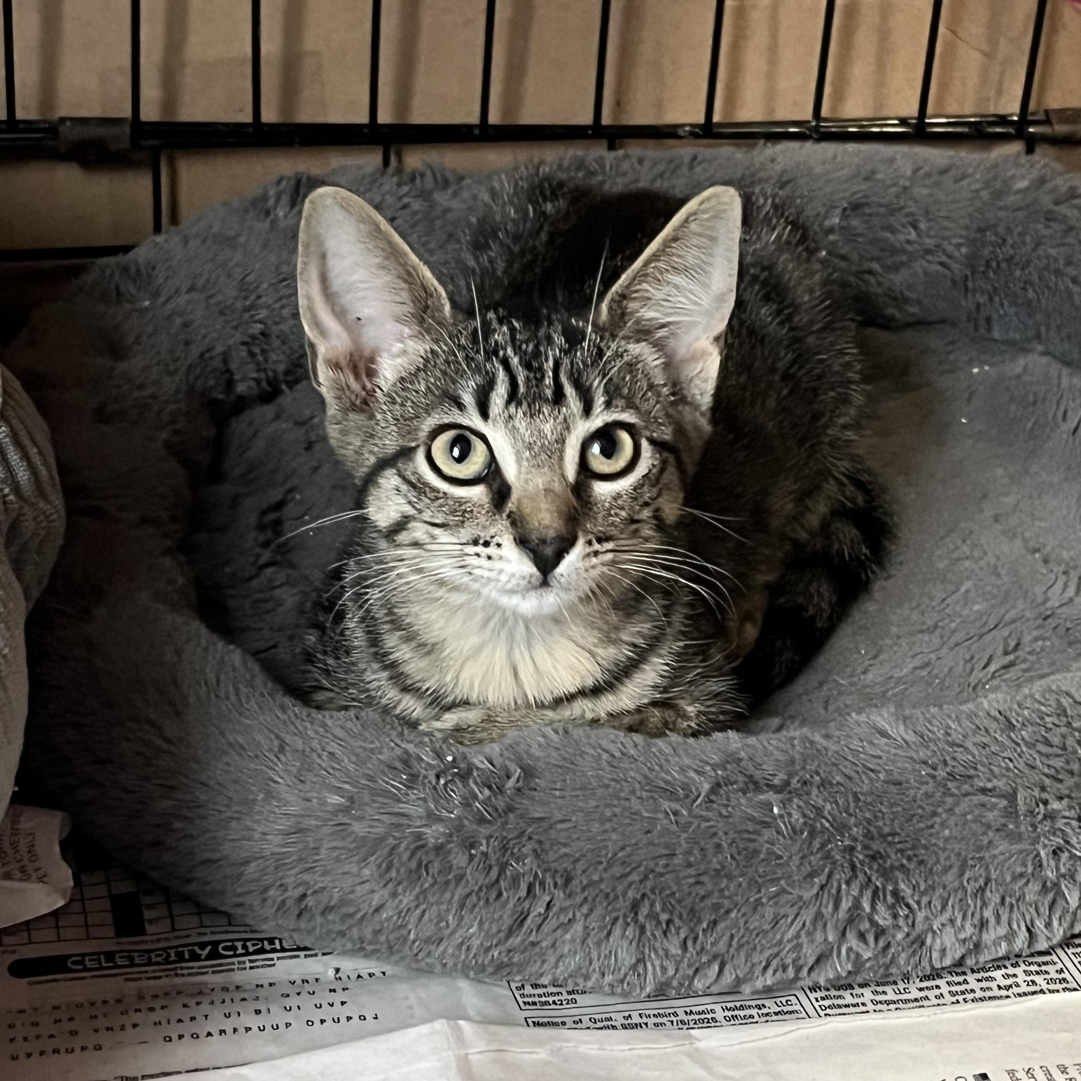 Enlarge Padme, a Adoptable mixed breed in East Amherst, NY image 2/5