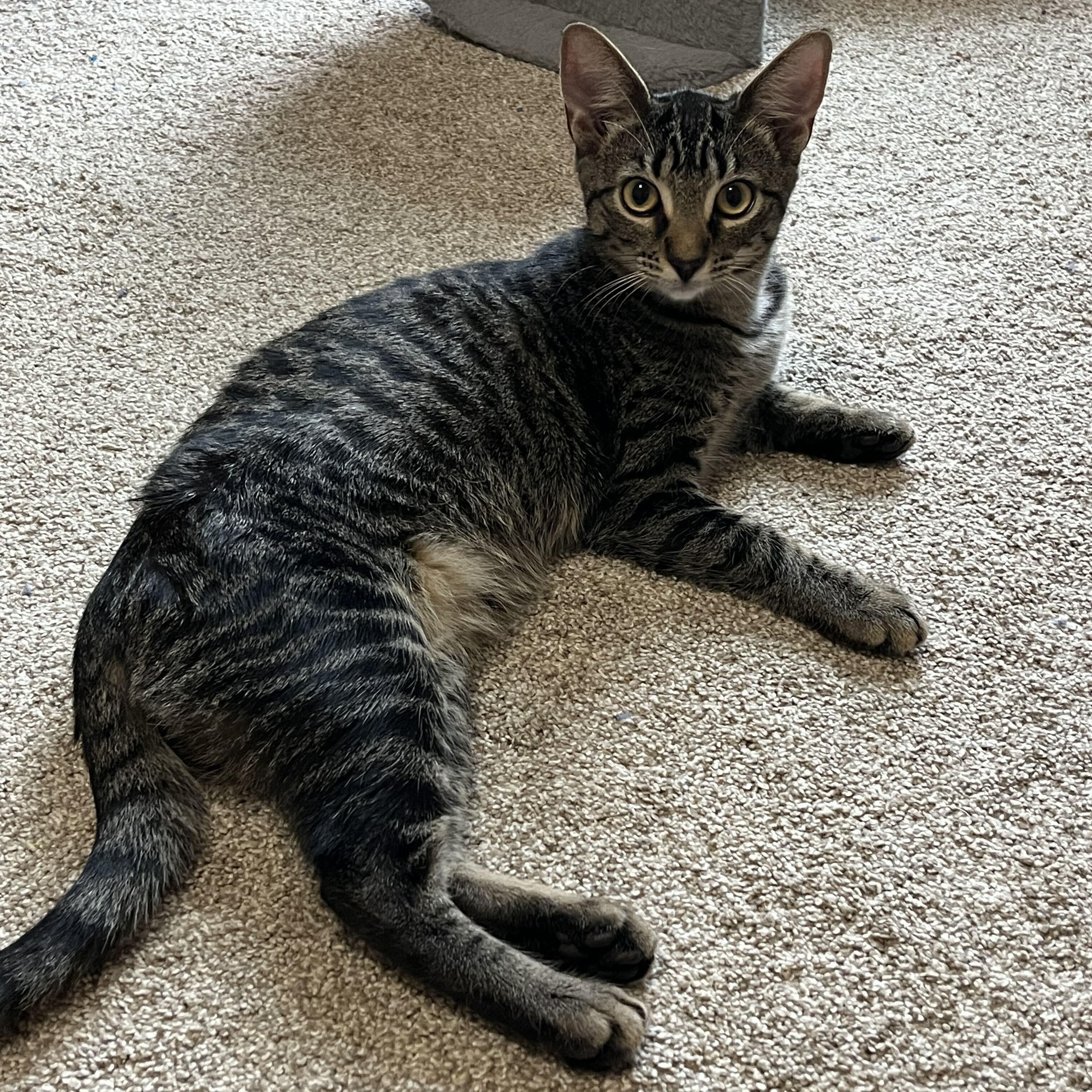 Enlarge Padme, a Adoptable mixed breed in East Amherst, NY image 2/6