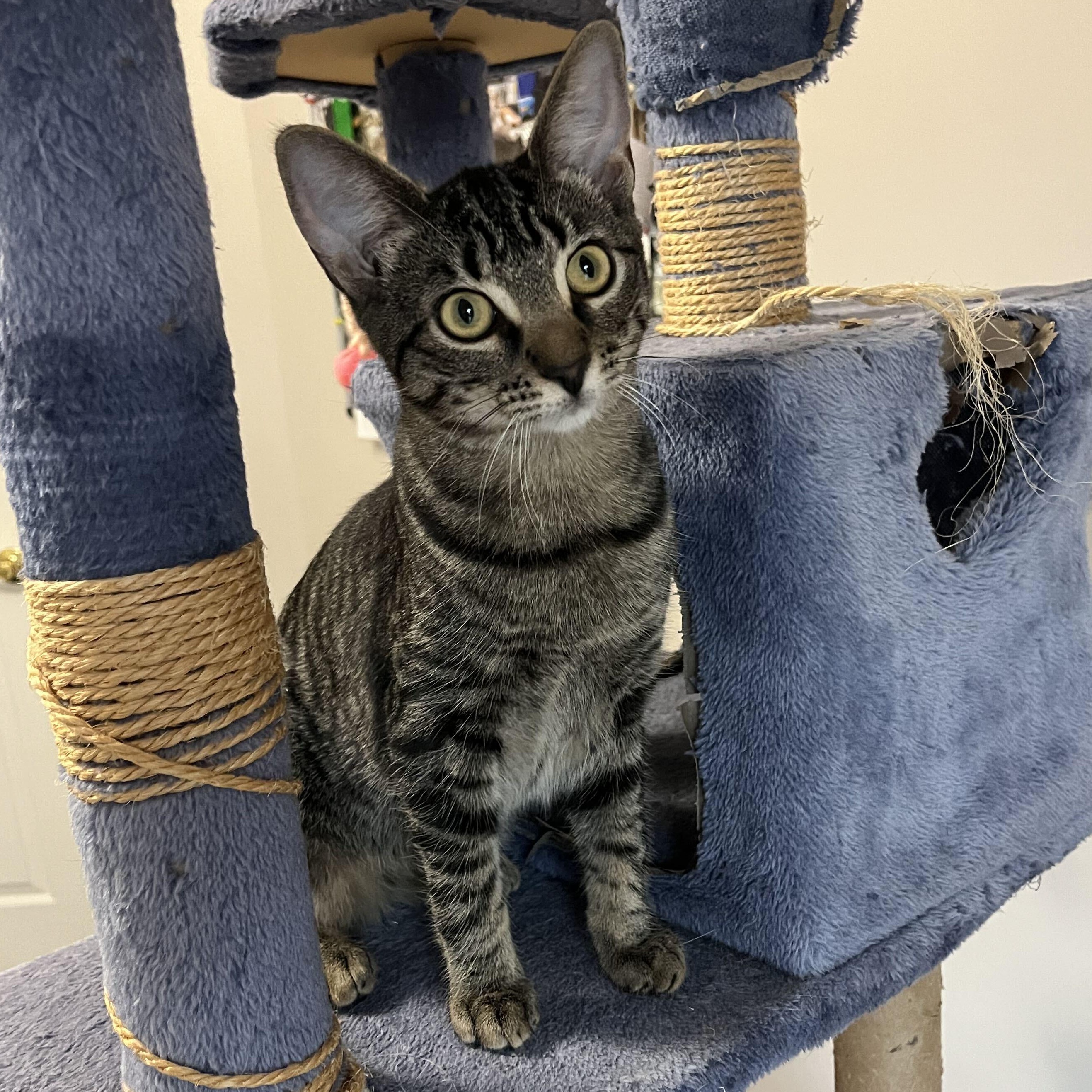 Enlarge Padme, a Adoptable mixed breed in East Amherst, NY image 3/6