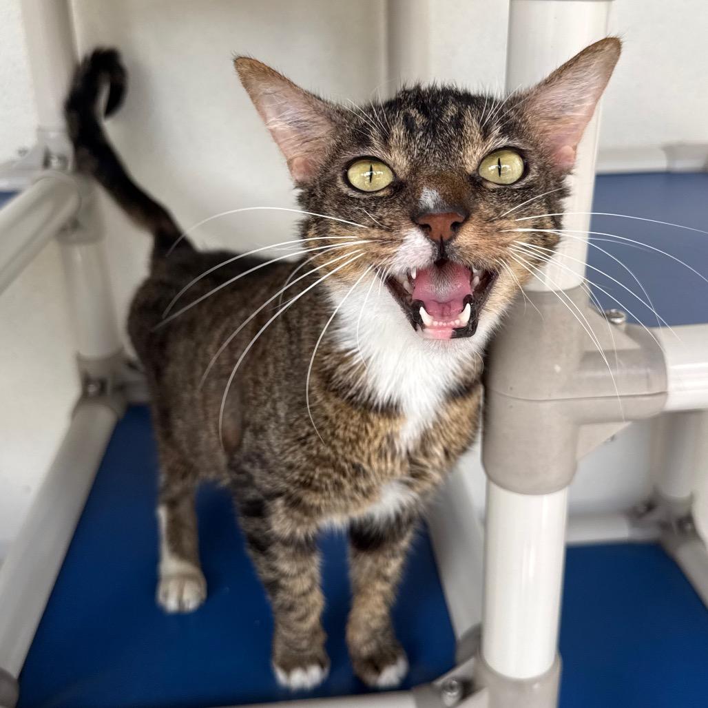 Monarch, Adoptable, Adult Female Domestic Short Hair.