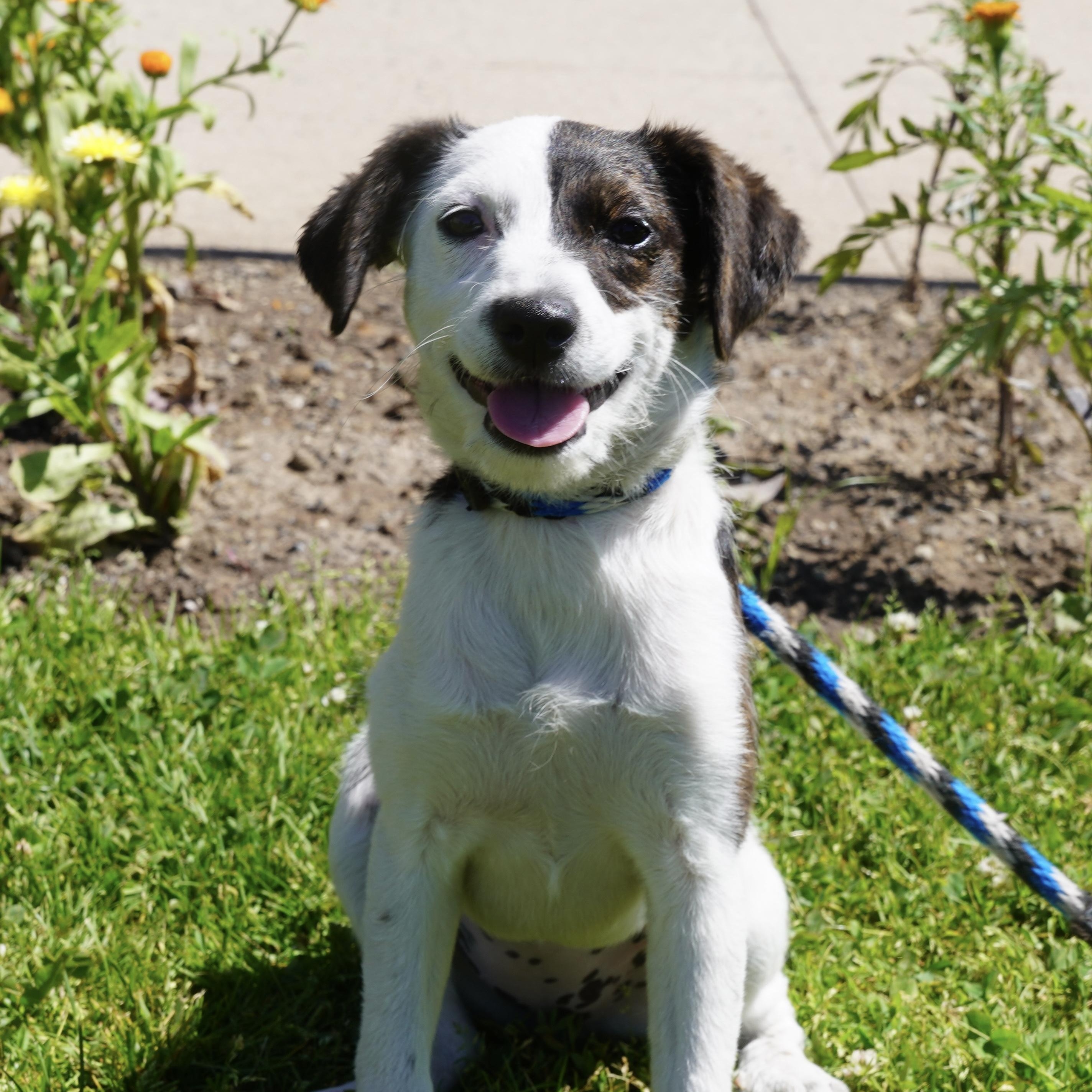 Bree, an adopted mixed breed in Pottsville, PA image 4/4