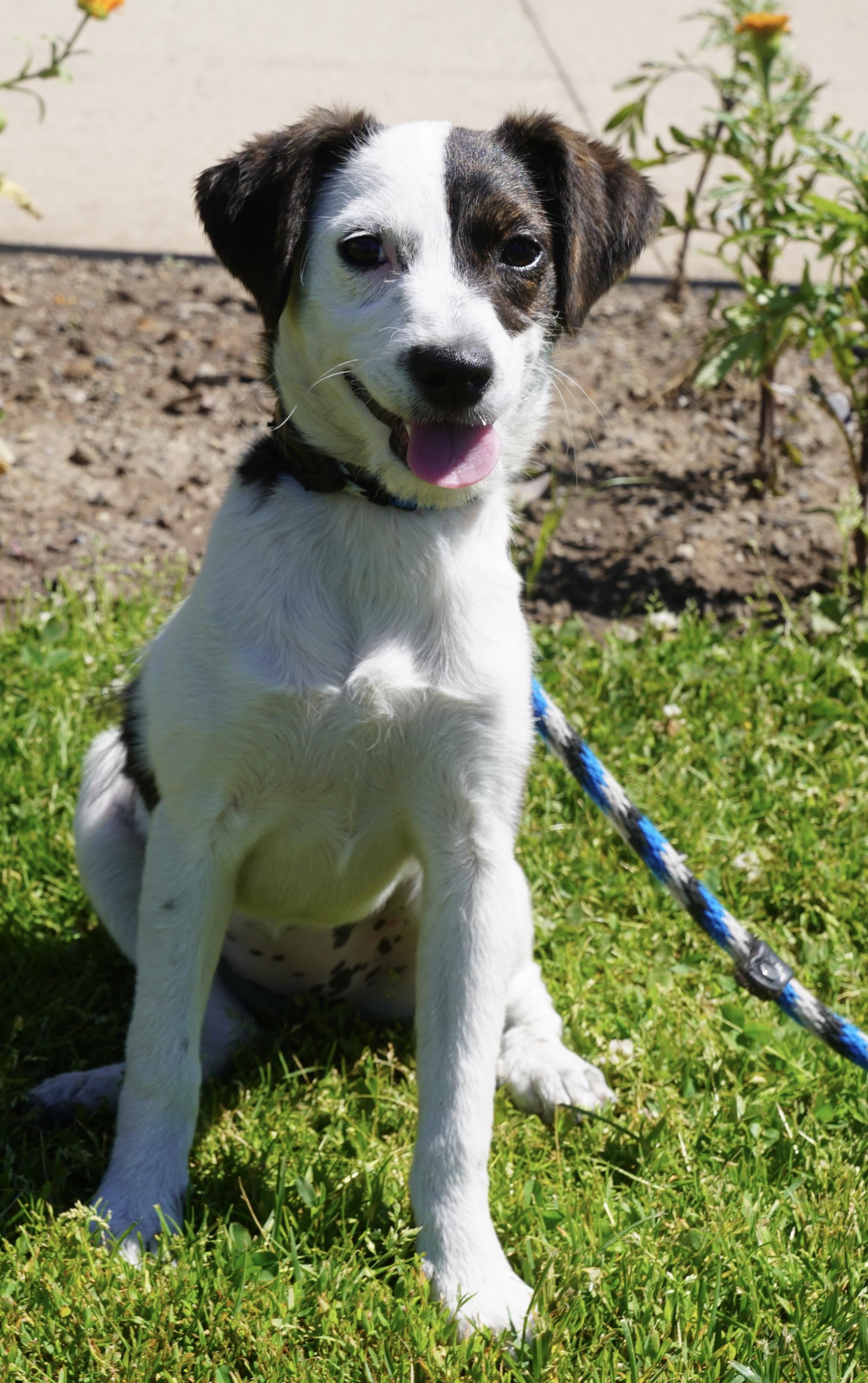 Bree, an adopted mixed breed in Pottsville, PA image 2/4