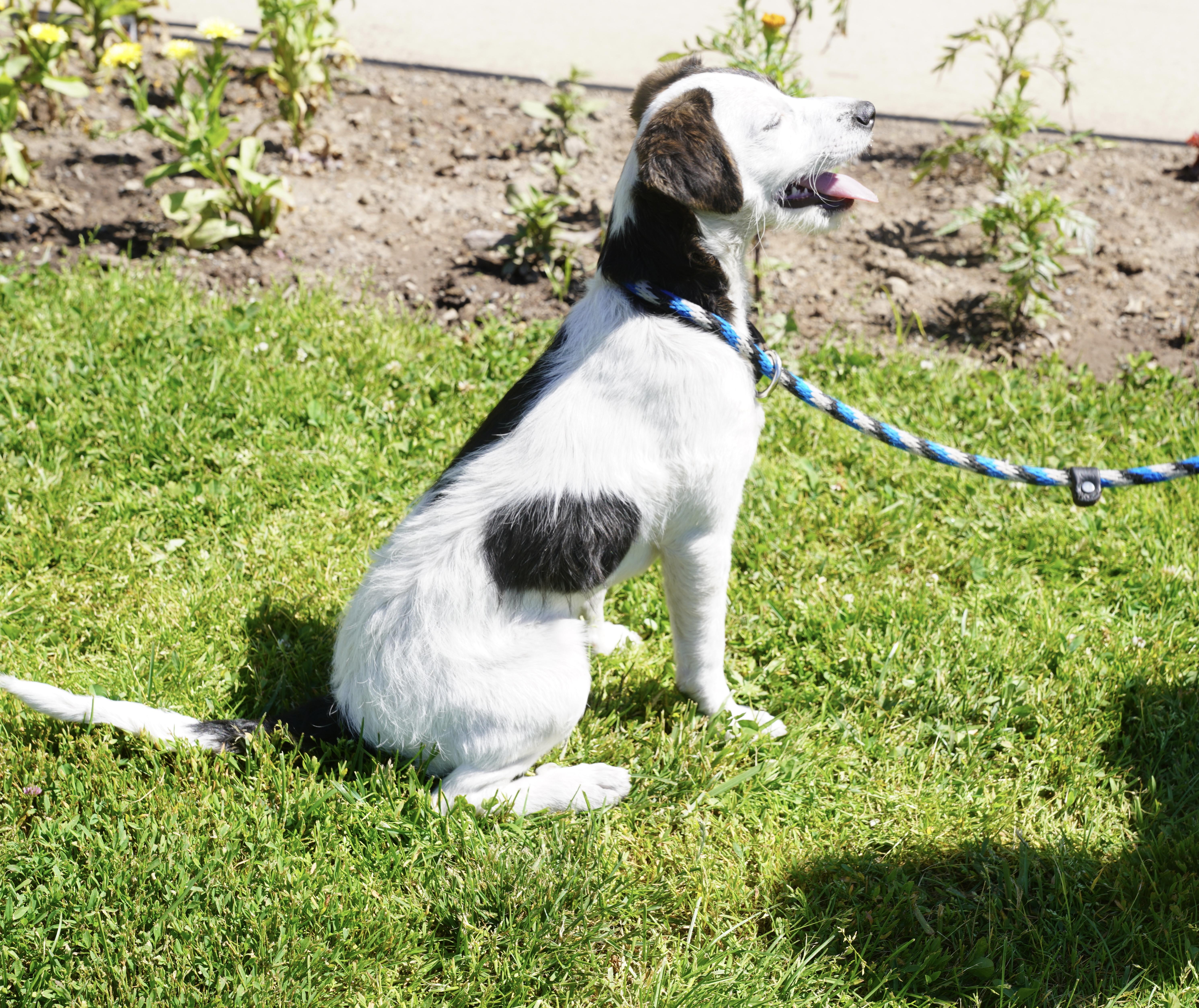 Bree, an adopted mixed breed in Pottsville, PA image 3/4