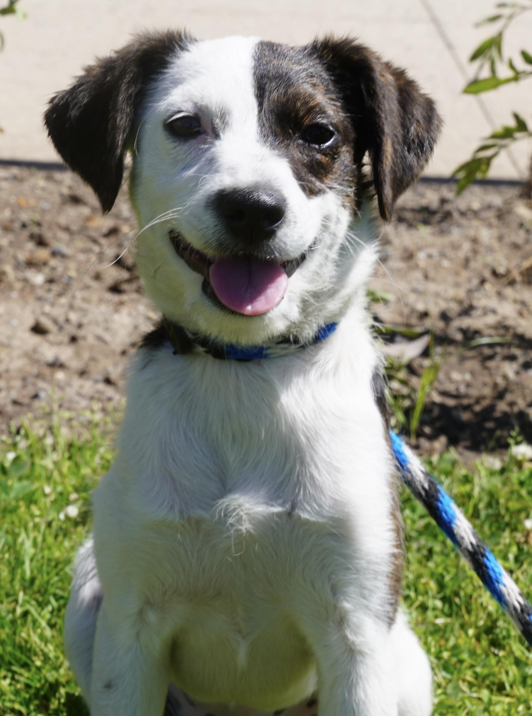 Bree, an adopted mixed breed in Pottsville, PA image 1/4