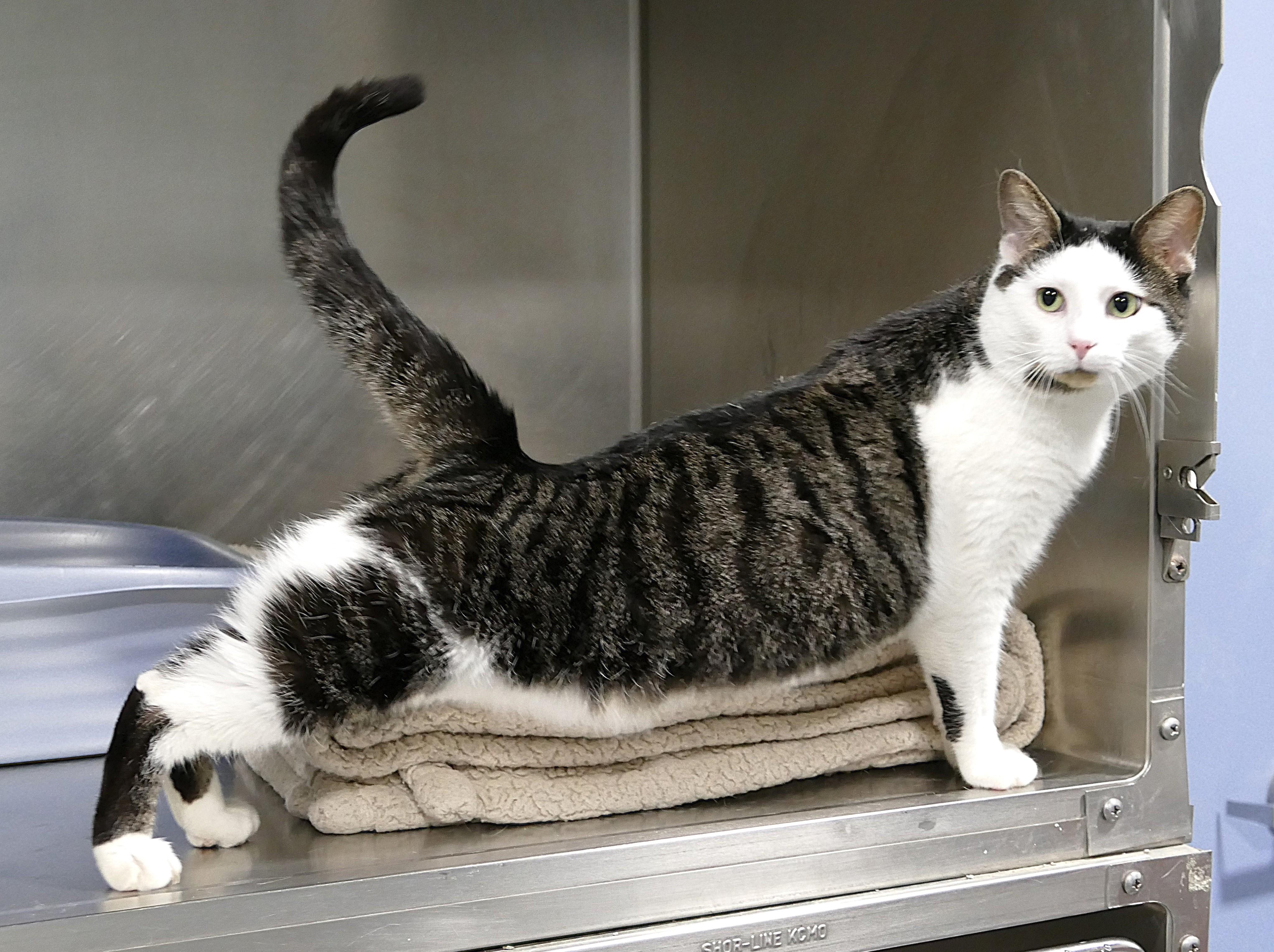 Enlarge RINGO, an adopted Domestic Short Hair in Beechbottom, WV image 4/4