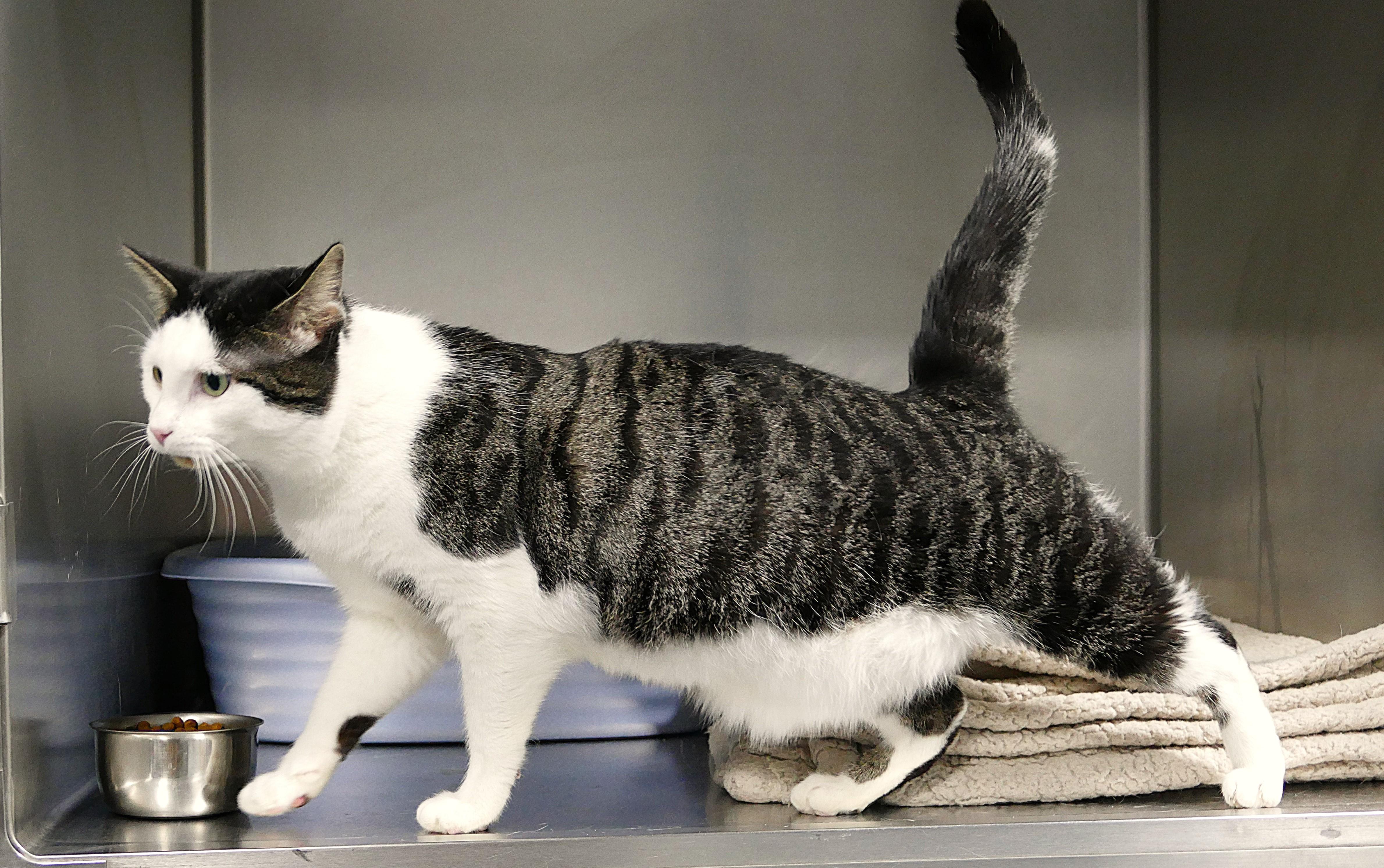 Enlarge RINGO, an adopted Domestic Short Hair in Beechbottom, WV image 3/4