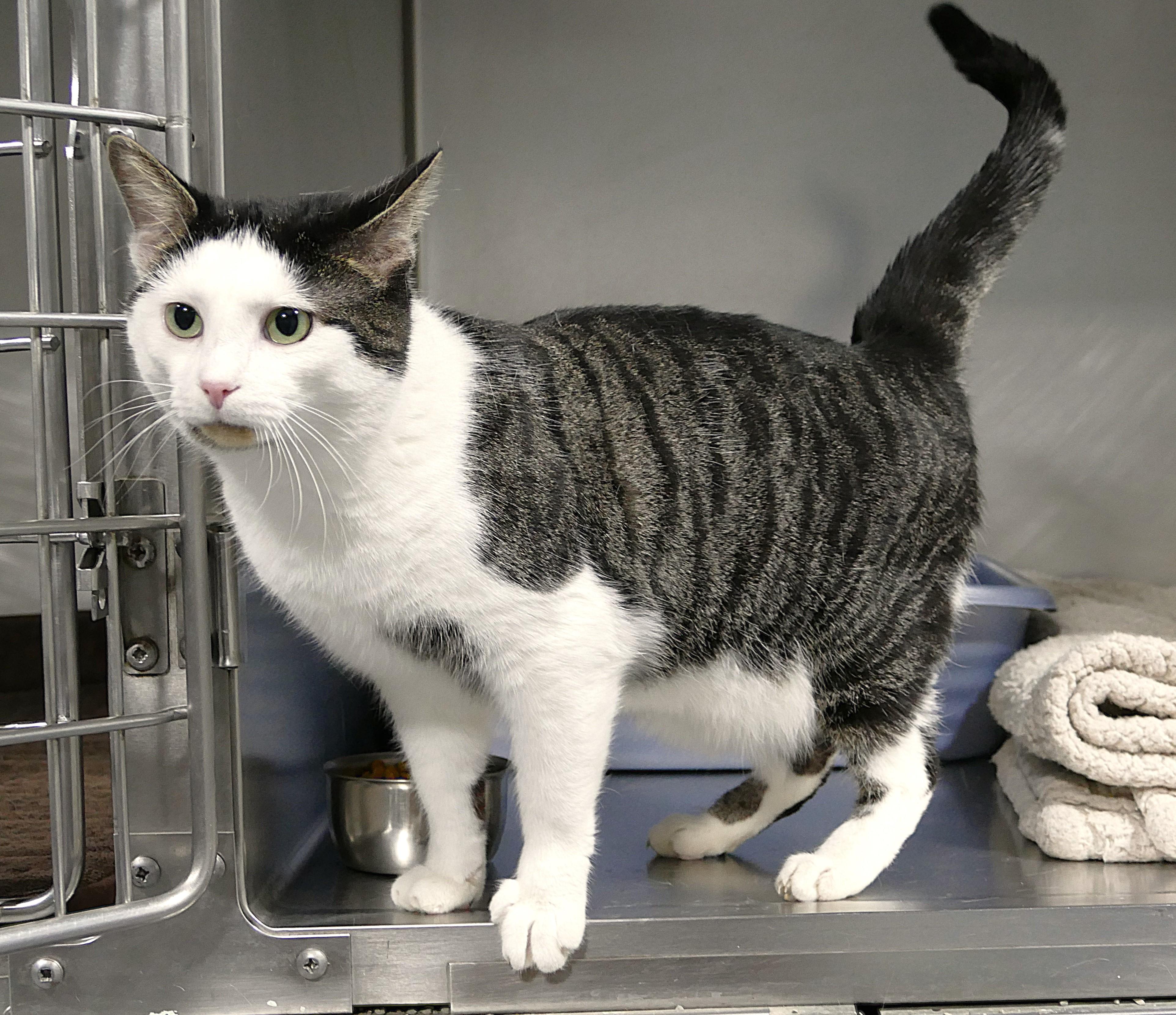 Enlarge RINGO, an adopted Domestic Short Hair in Beechbottom, WV image 2/4