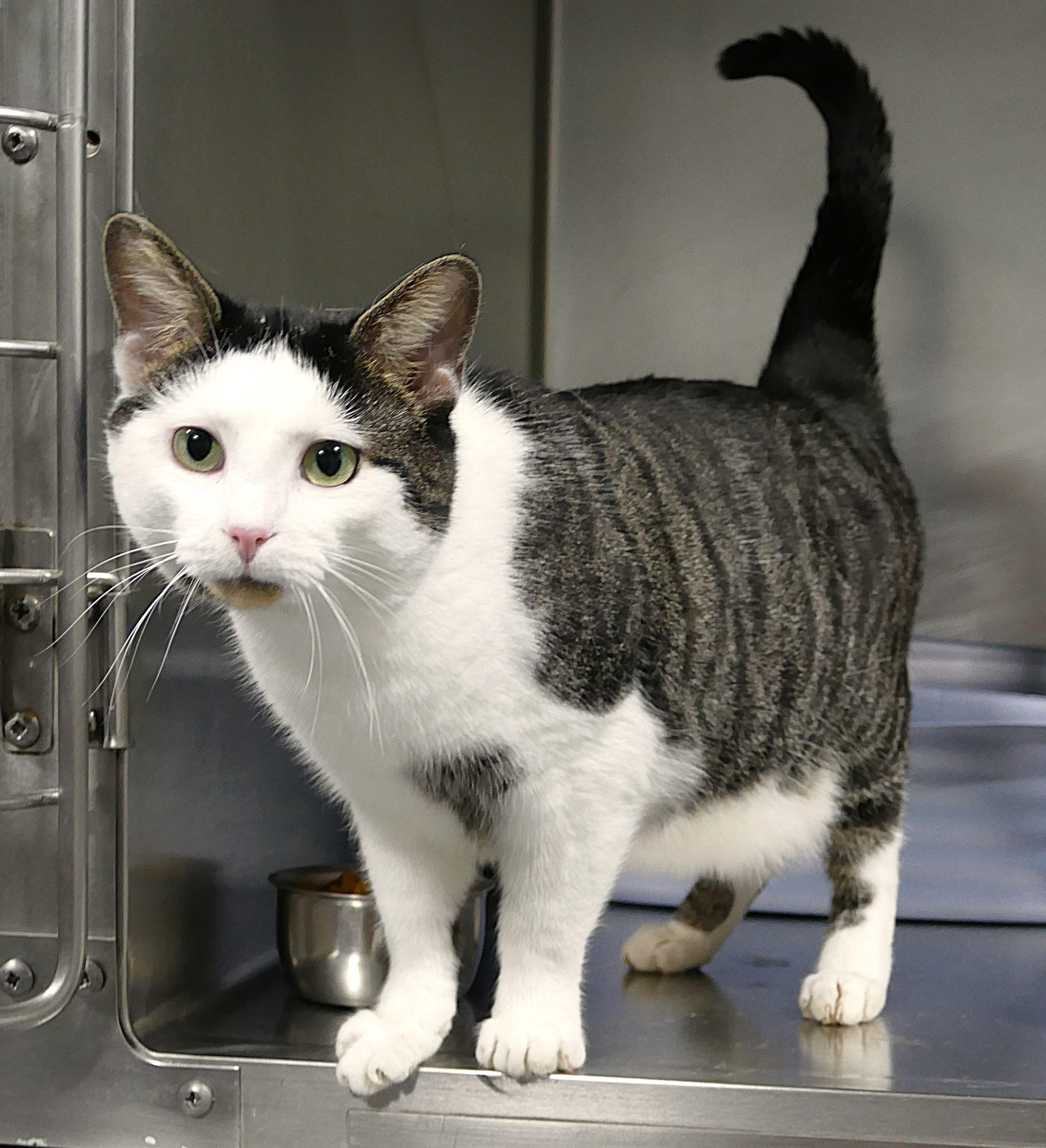 RINGO, adopted, Adult Male Domestic Short Hair.