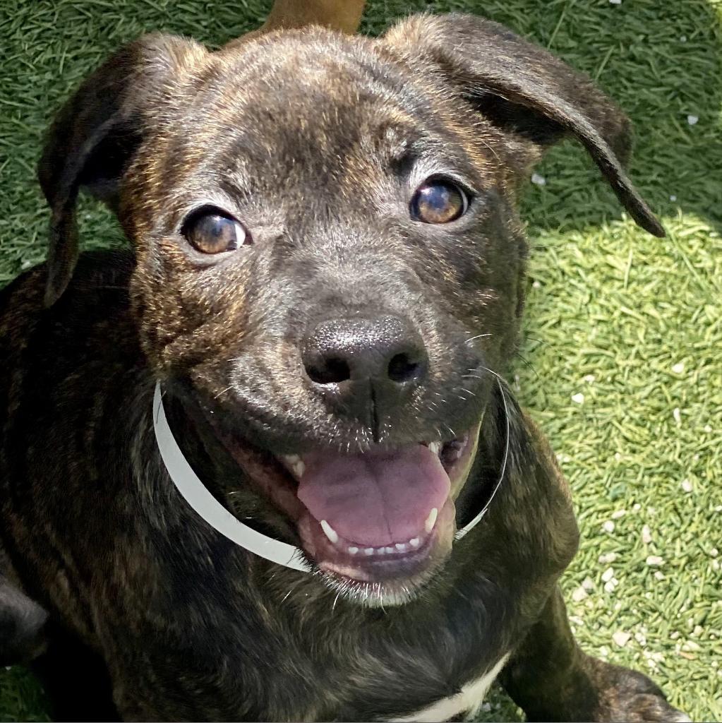 Enlarge Ari AKA Benny 8599, a Adoptable mixed breed in LOXAHATCHEE, FL image 1/4