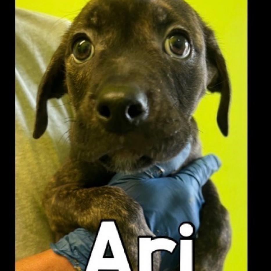 Enlarge Ari AKA Benny 8599, a Adoptable mixed breed in LOXAHATCHEE, FL image 2/4
