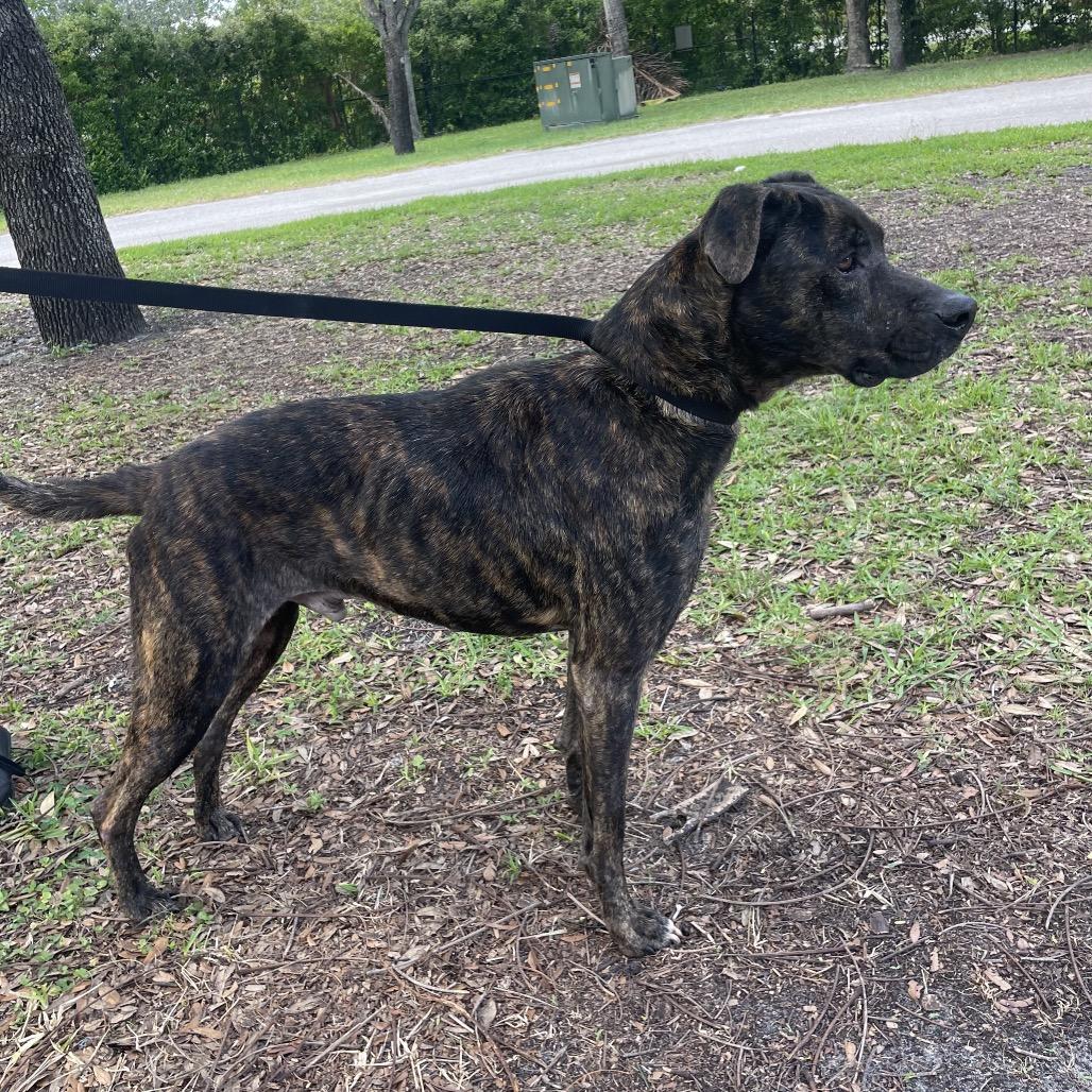Enlarge Ari AKA Benny 8599, a Adoptable mixed breed in LOXAHATCHEE, FL image 3/4