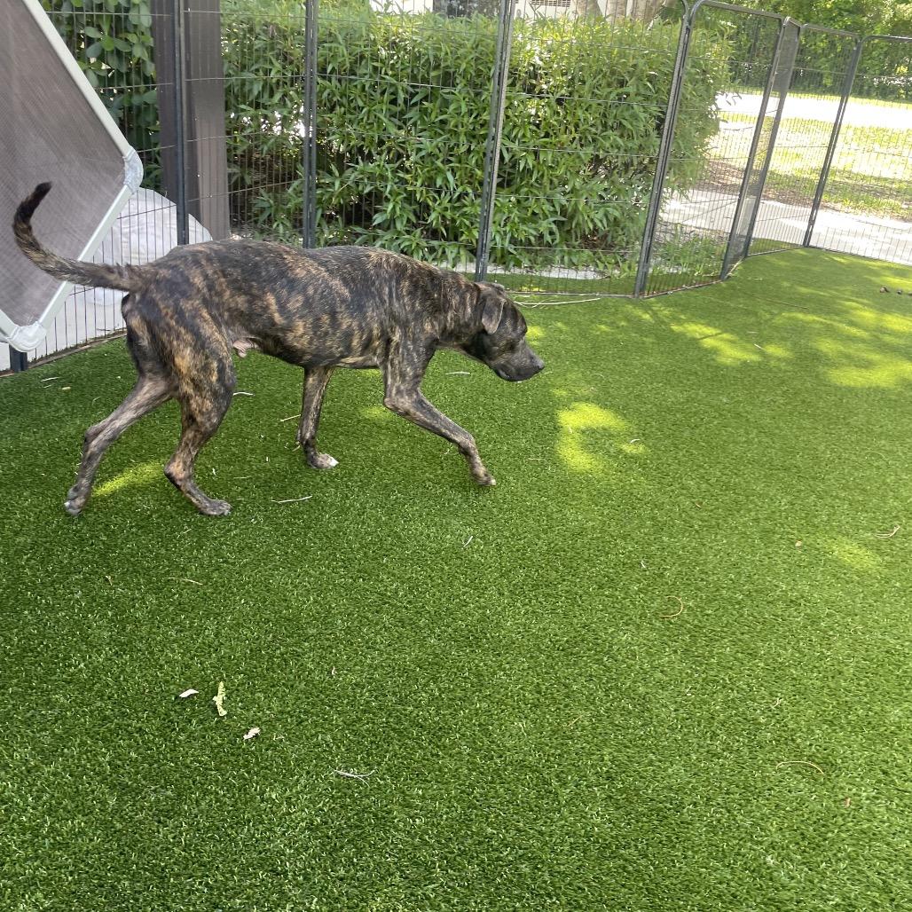 Enlarge Ari AKA Benny 8599, a Adoptable mixed breed in LOXAHATCHEE, FL image 4/4