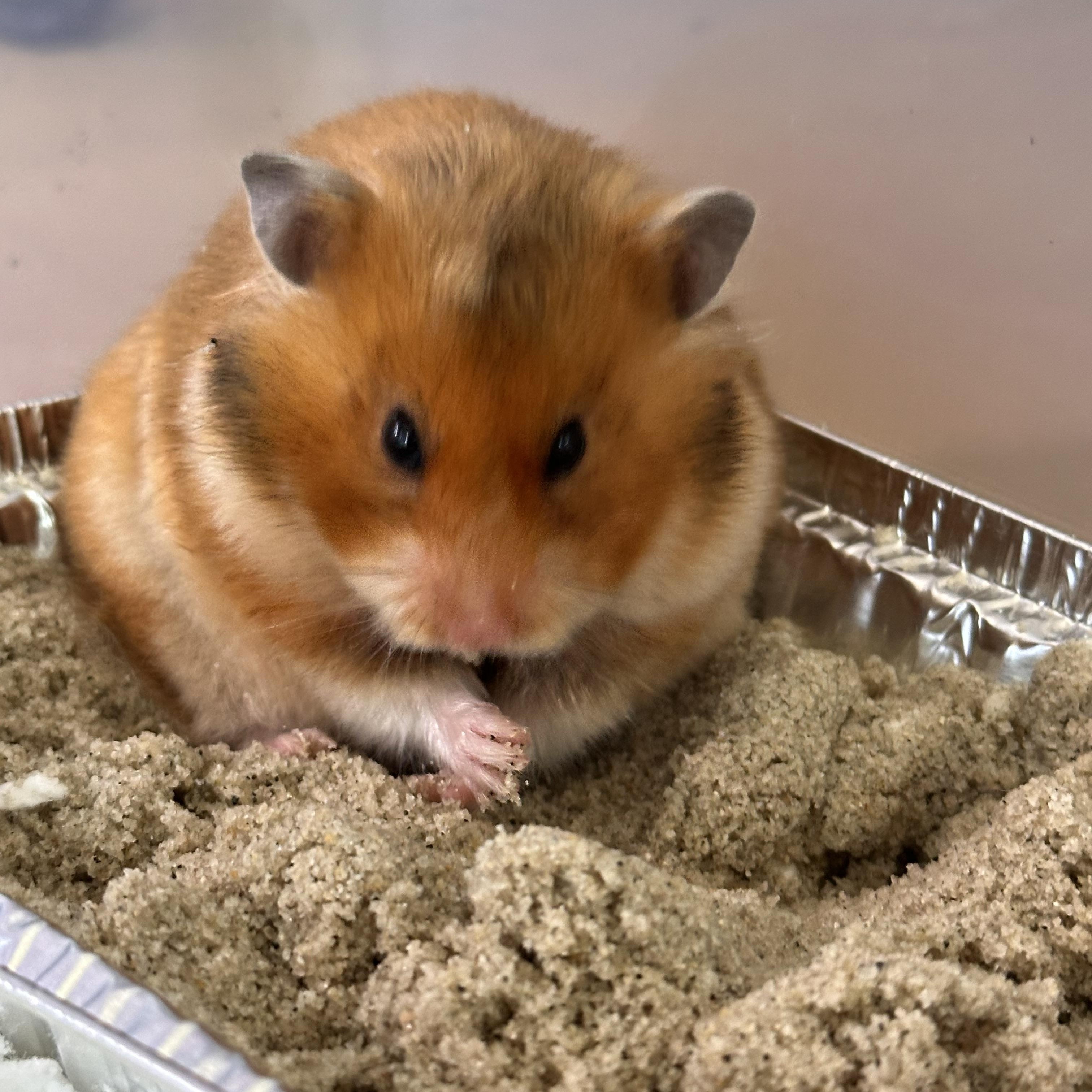 Enlarge Ruby, a Adopted Hamster in Johnstown, PA image 1/6