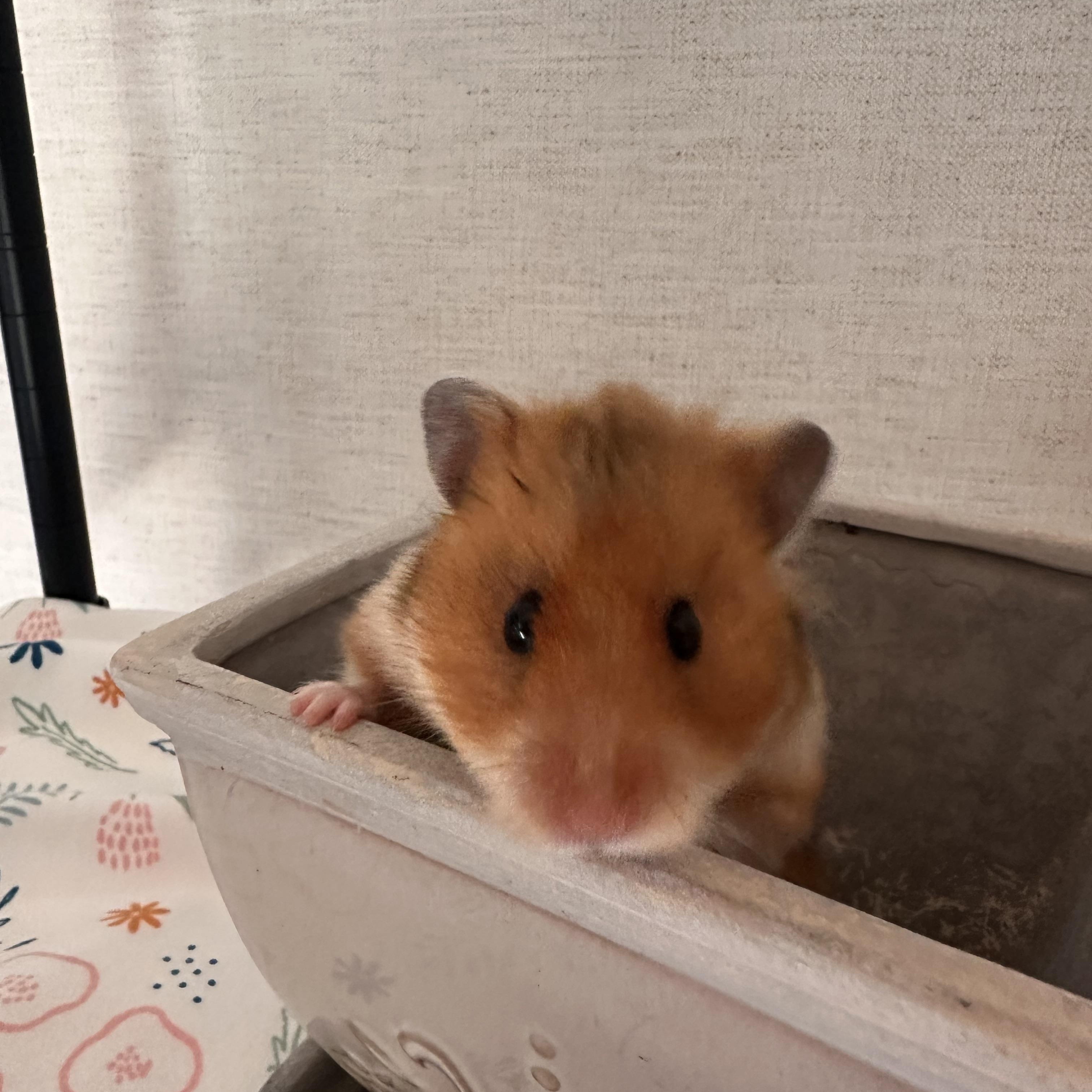 Enlarge Ruby, a Adopted Hamster in Johnstown, PA image 2/6