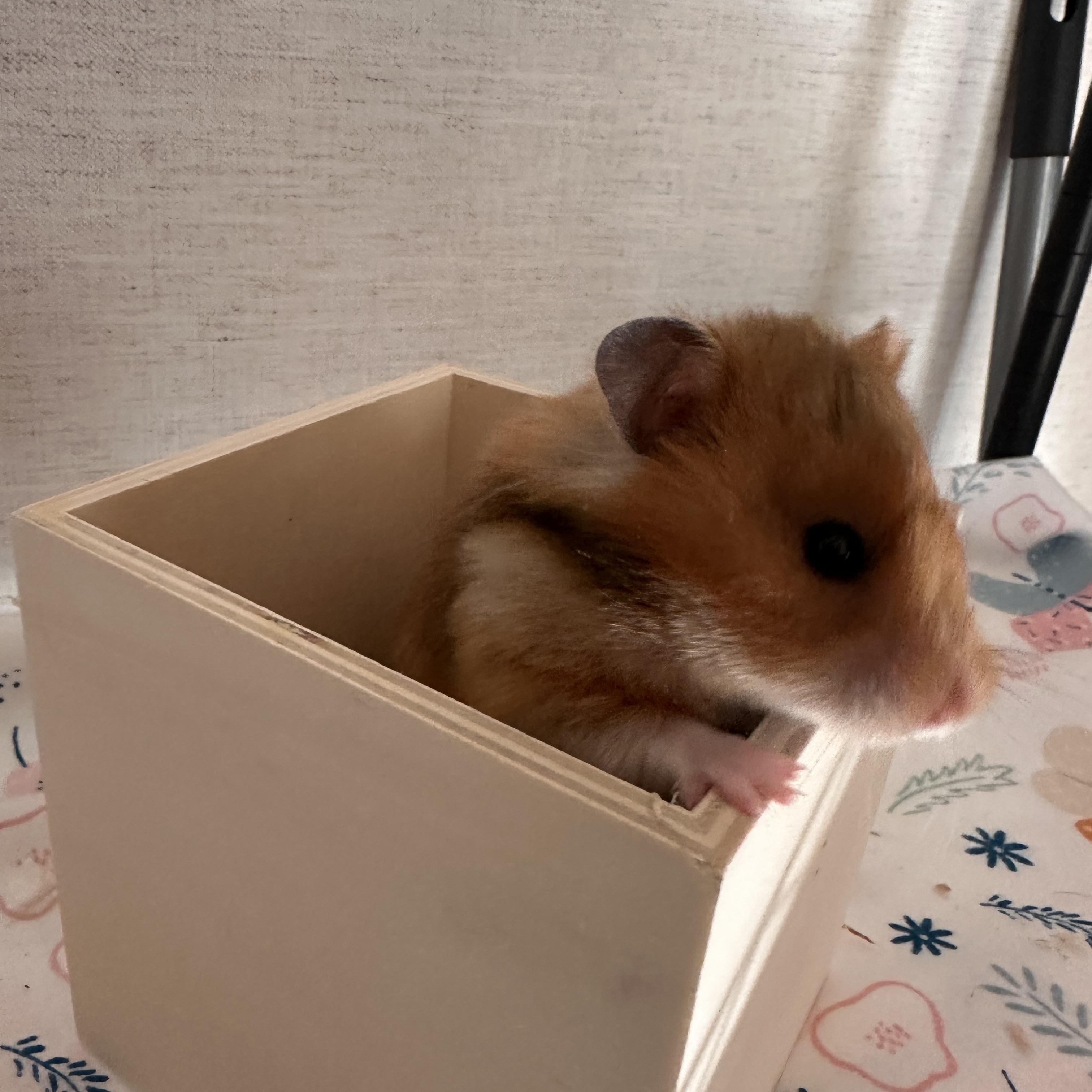 Enlarge Ruby, a Adopted Hamster in Johnstown, PA image 3/6